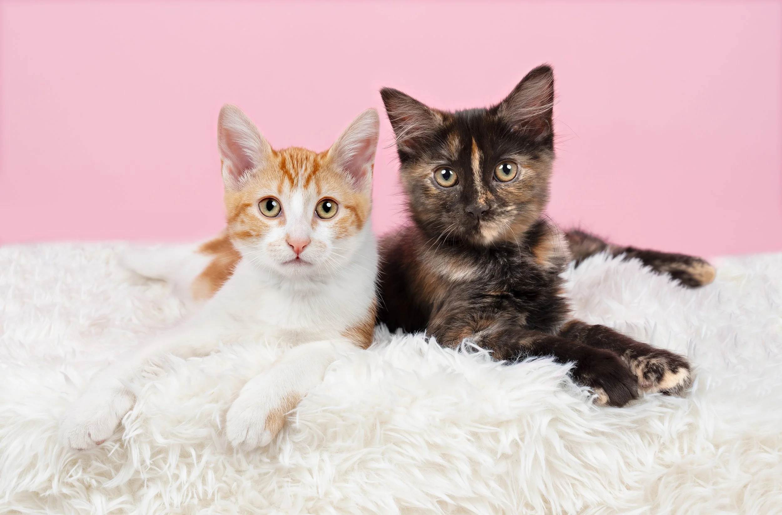 Two kittens, one orange tabby and one tortoiseshell, lying on a fluffy white surface against a pink background.