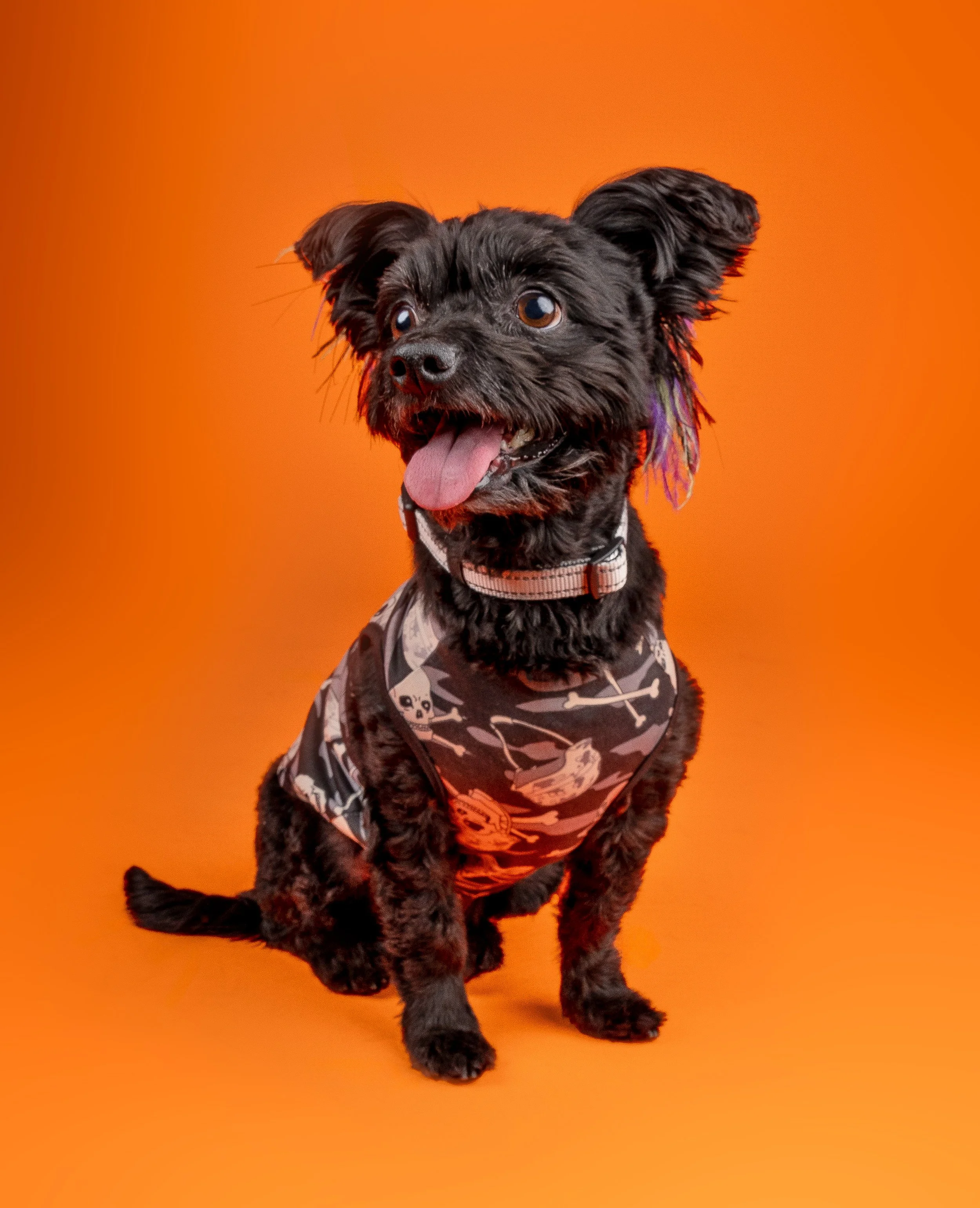 A small black dog with brown eyes and a pink tongue sitting against an orange background, wearing a Halloween-themed shirt with skeleton bones and skulls.