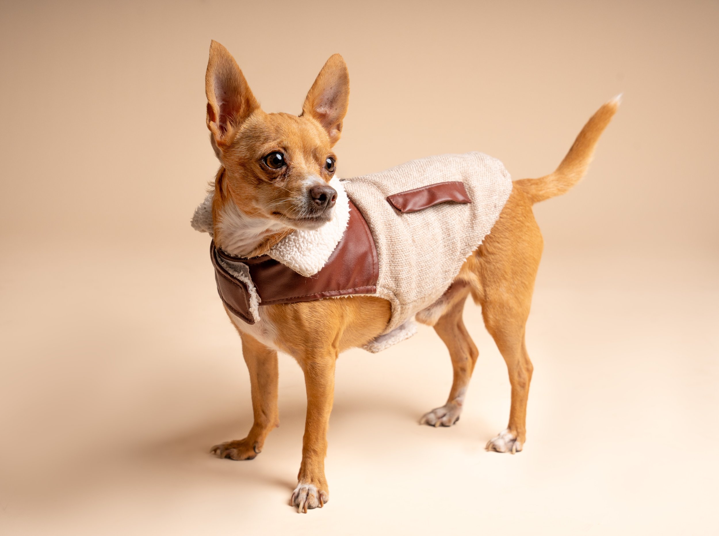 chihuahua-fashion-photoshoot.jpg