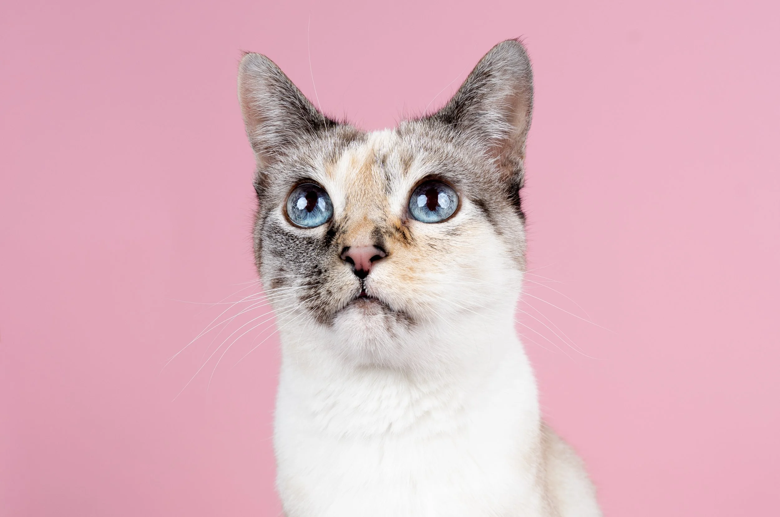 cat portrait pink background