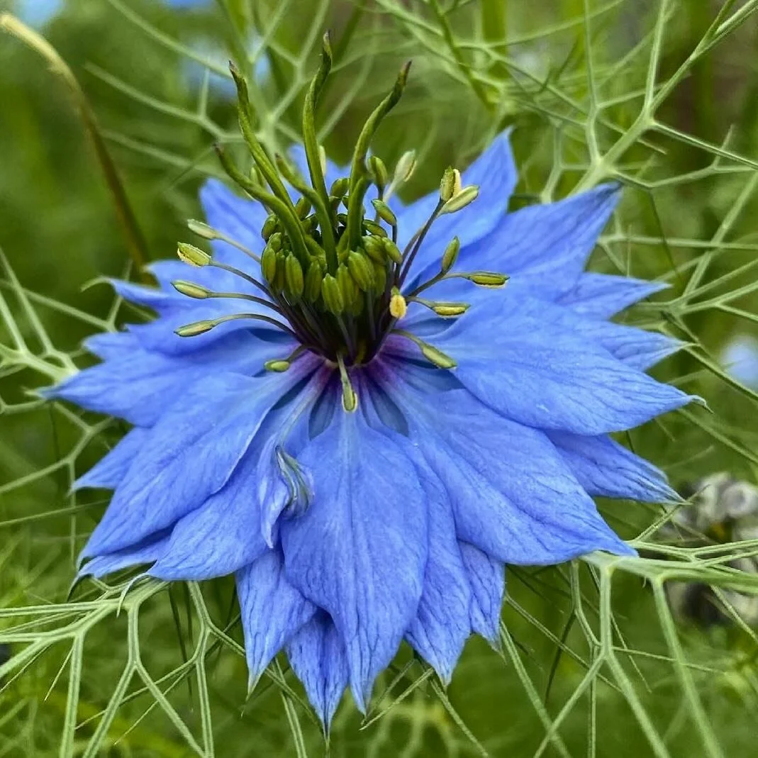 Ohhhhh nigella&hellip;. 👀✨ this crop has always been one to steal my heart! the color is unbeatable for this color loving gal and it&rsquo;s another crop we use in all its forms (pods rule round here!) we can feel the weather finally breaking and so