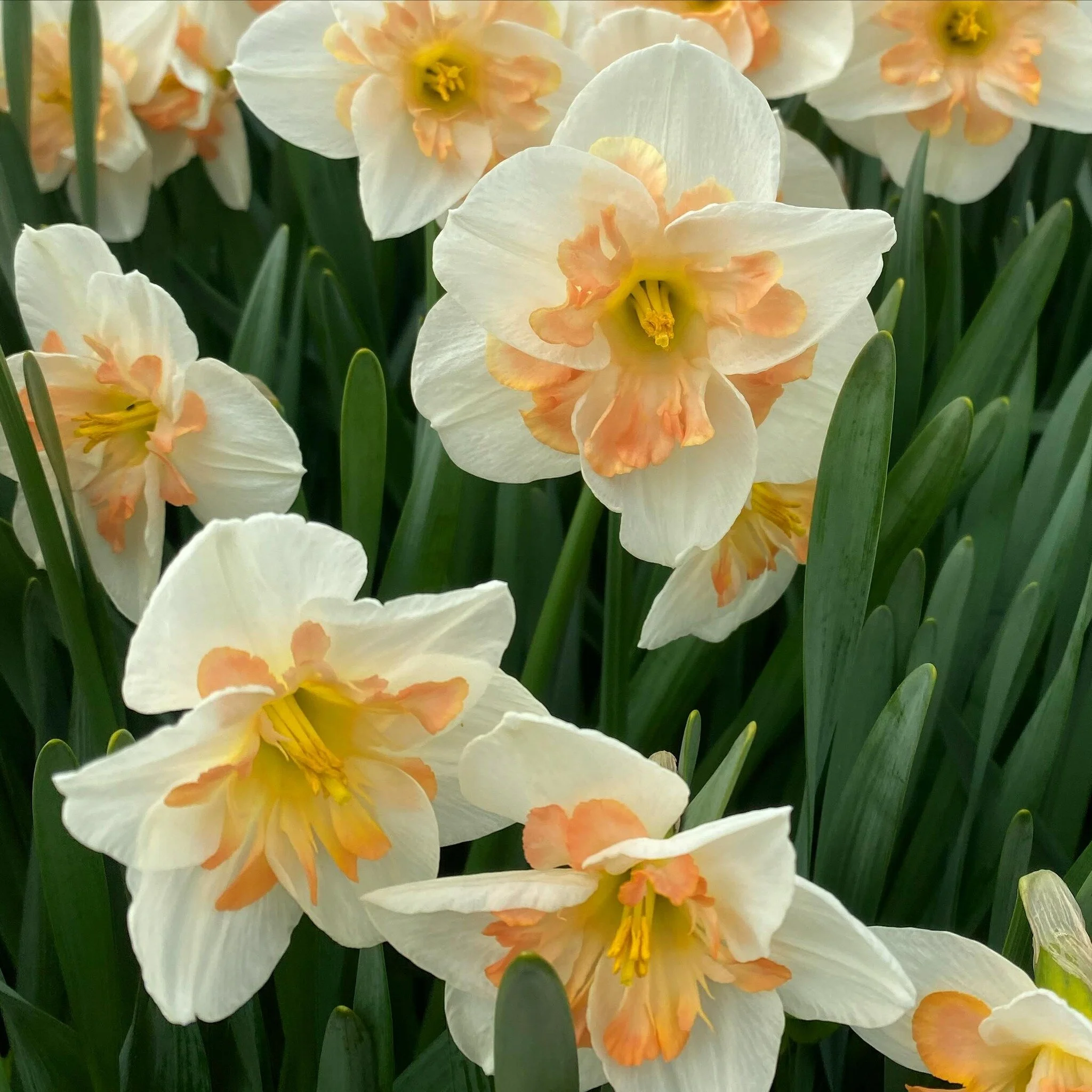 &ldquo;happiness held is the seed, happiness shared is the flower.&rdquo; happy spring! we can&rsquo;t wait to share all the flowers with all of you! our beloved supporters of the farm! daffodils are up &amp; next week we&rsquo;re finally getting out