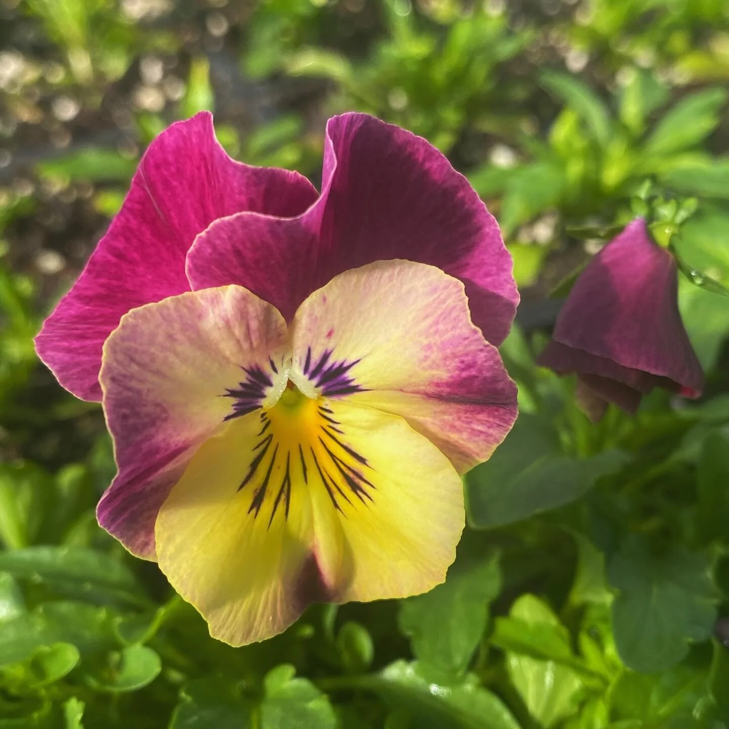 no monday blues over here 💜🌱✨ pansy n violas over here stealin the show. good day in the greenhouse of pinching &amp; collecting these cuties, potting up and the seeding never ends&hellip; thank you for coming out today sun! 🌞 #marigoldrhode #gree