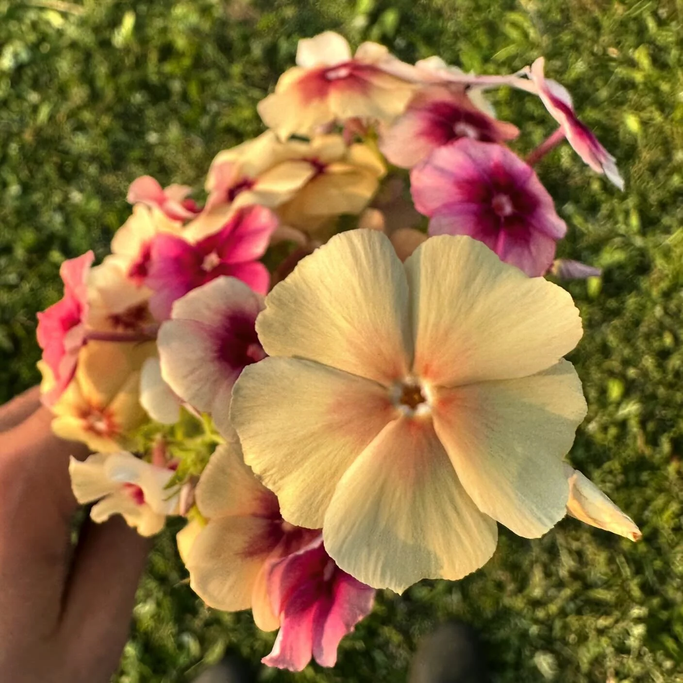 a lil cherry caramel phlox to brighten your rainy day 🍒🤎 we&rsquo;ve got lots of phlox slowly&hellip;. but surely arriving in their cell trays. as much as we love all the funky/bright/weird flowers here on the farm, we are growing a lot more whites