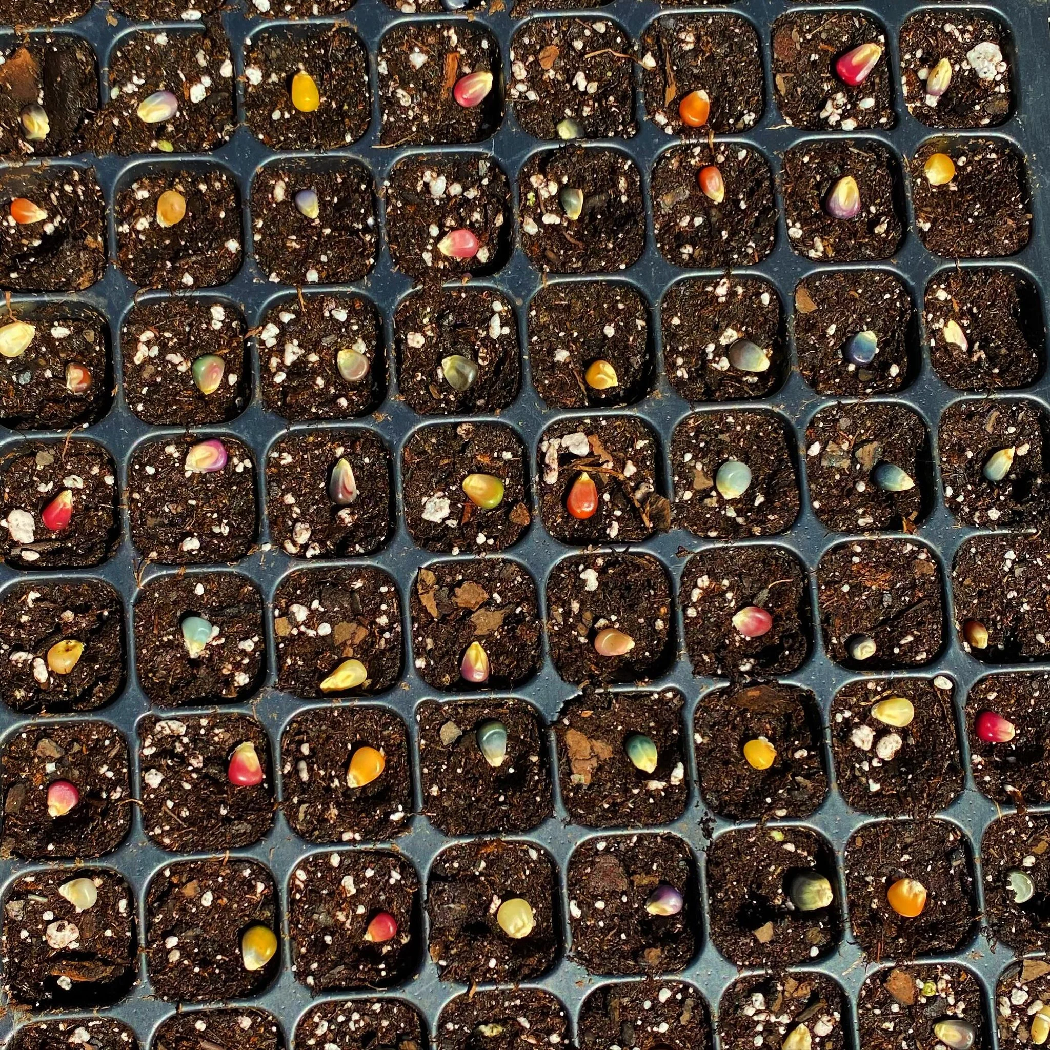 GLASS GEM CORN 🌽🌈✨ we love corn!!! now everyone pray for us 🐭🐿️😂 &hellip;. iykyk &mdash; we&rsquo;ve been growing corn for two seasons now and didn&rsquo;t have the best of luck as far as yields go&hellip;.but we are manifesting making it HAPPEN