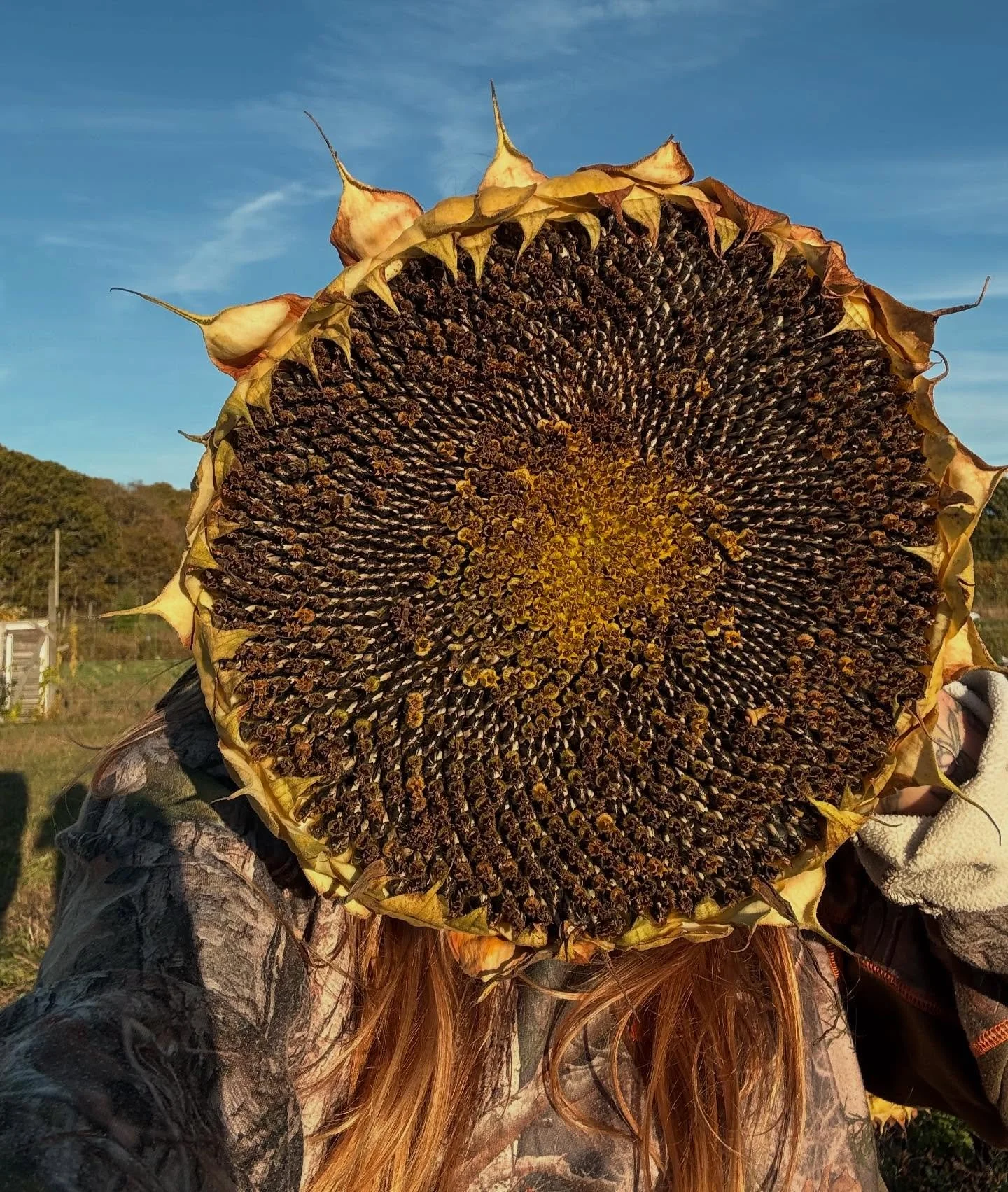How many seeds does everyone think is on this sunflower? 🌻 #marigoldrhode #sunflowers #sunflower #giantsunflower #seedsaving #rifarms #rhodeisland #sunflowerseeds