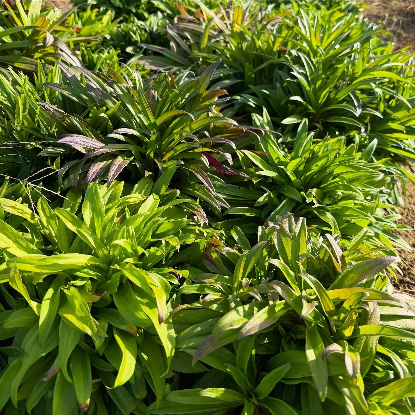 Gorgeous lush bed of perennial dianthus for next spring/early summer. We planted a few varieties like Japonica Lavender and Etournelle Mix. Fall clean up and prep for next season behind! #marigoldrhode #flowerfarming #rifarms #rhodeisland #fallonthef