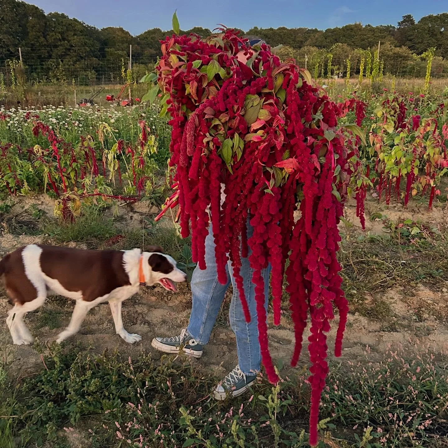 One last amaranth appreciation post because this crop has been too epic this year not to share 💕🐶 🌾 We chopped it all down for a very busy event week! #marigoldrhode #amaranth #dreadlocks #fallflowers #rifarms #rhodeisland #flowerfarming #flowerfa