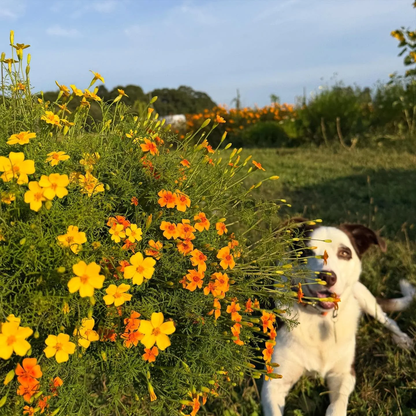 Lemon &amp; tangerine gem marigolds! One of the best smells and cutest little bloom! Lemmy approves. #marigoldrhode #gemmarigold #littlegems #tangerine #lemon #fragrantflowers #rifarms #rhodeisland #flowerfarming #fallflowers