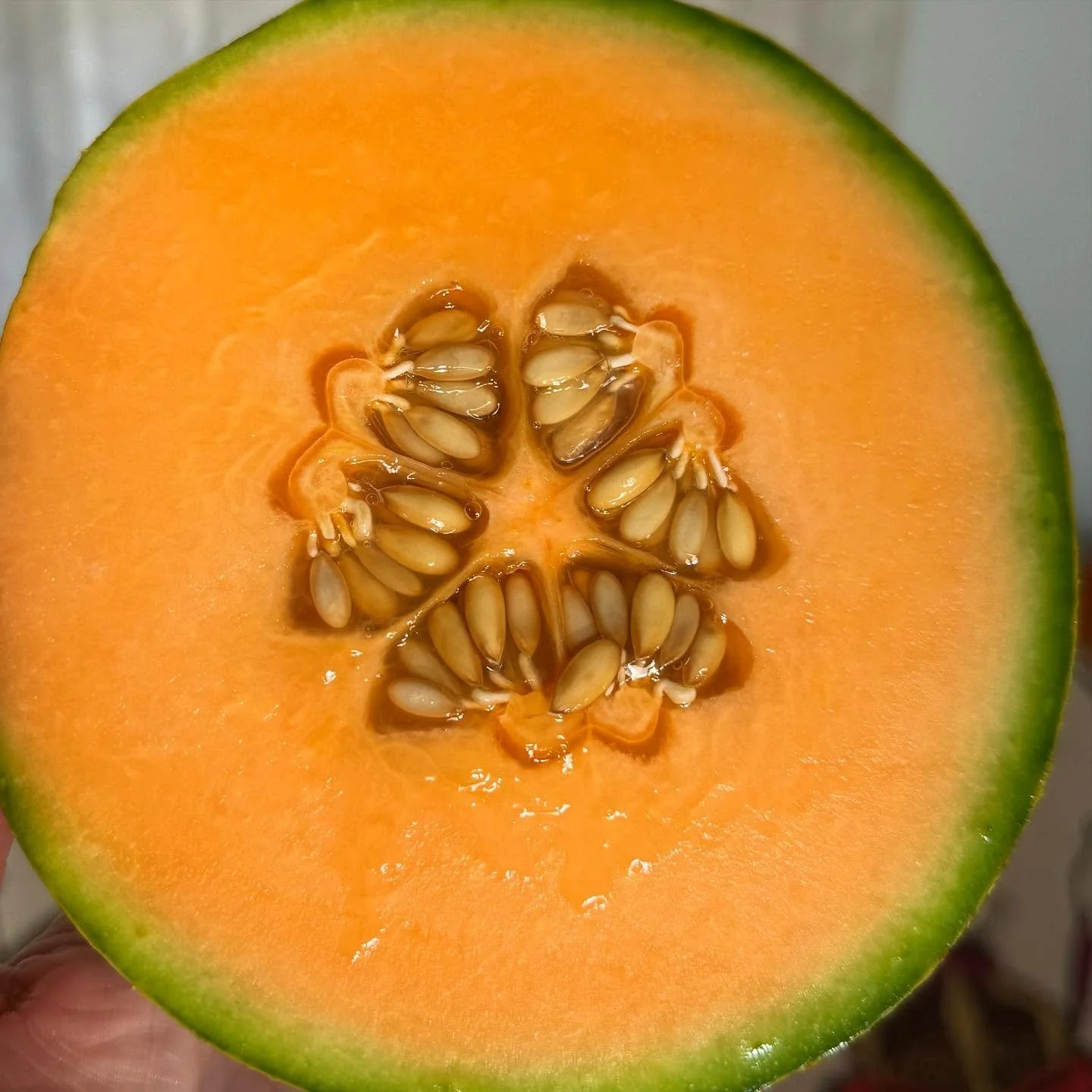 We grew cantaloupe this season! &ldquo;Sarah&rsquo;s Choice&rdquo; Cantaloupe from @johnnys_seeds was a success! Yes we might have picked it because of its name 😂 Super flavorful &amp; we are loving these seeds symmetry! 🧡 #marigoldrhode #flowerfar