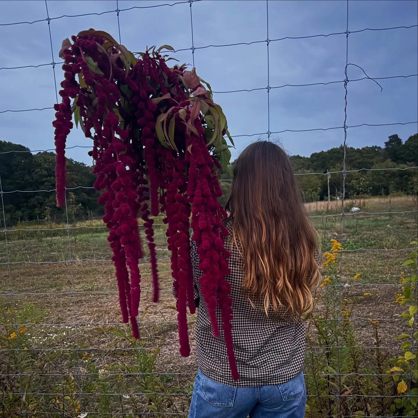 Amaranth is a fall staple for the farm 🖤  Soaking it all in and enjoying an evening harvest as this is the last few weeks of the season for this little farm of ours ! #marigoldrhode #amaranth #dreadlocks #amaranthus #fallharvest #fallflowers #rifarm