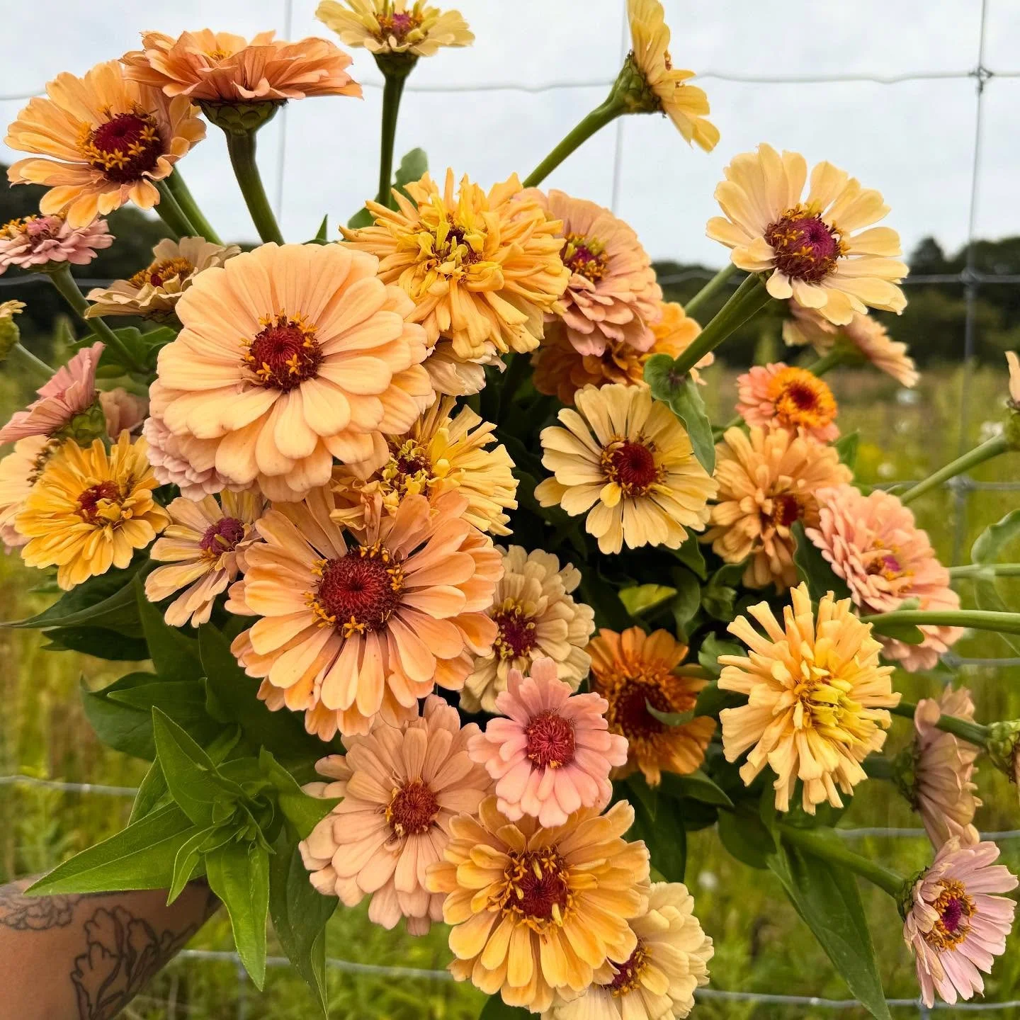 The &ldquo;Golden Hour&rdquo; zinnia patch has been STUNNING this year 🤍 We grew a couple different crops again this year from @floretflower seeds &amp; they never disappoint! #marigoldrhode #zinnias #goldenhour #floret #floretflowerfarm #rifarms #r