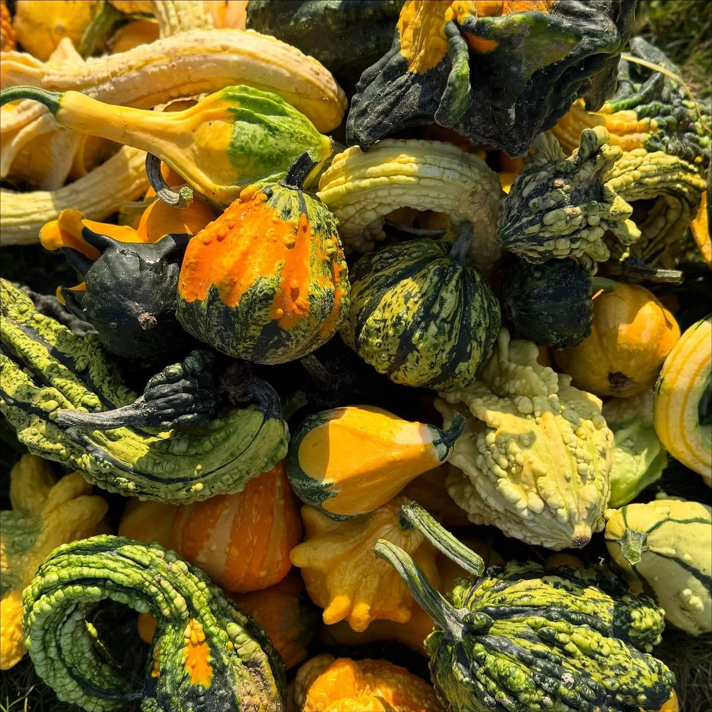 GOURDS 🌱🎃✨ Autumn is here which means gourd &amp; pumpkin season has arrived! We love them all, we can&rsquo;t pick a favorite! #marigoldrhode #gourds #pumpkins #autumn #rifarms #rhodeisland #fallishere