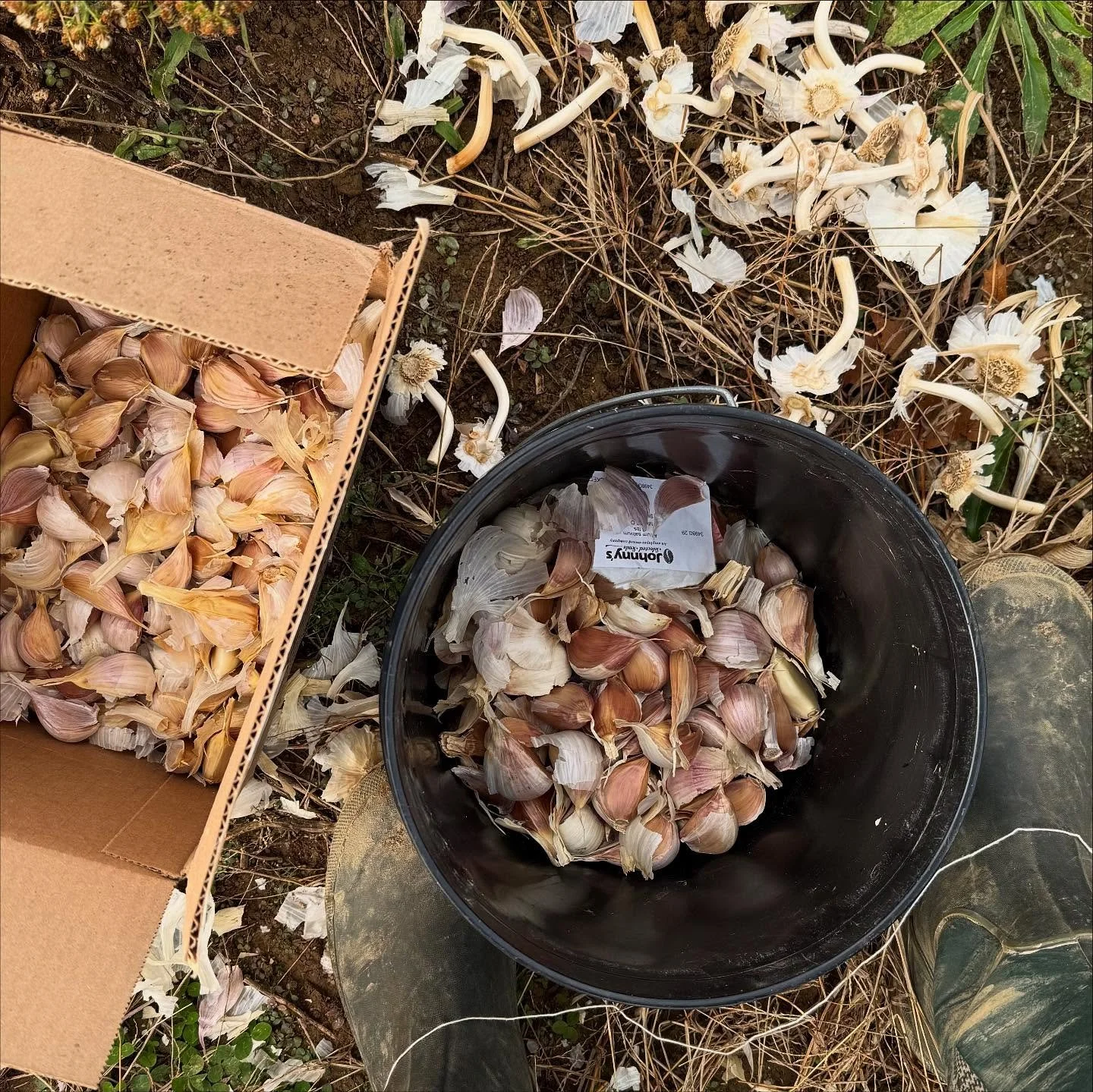 November on the farm &mdash; getting hundreds of garlic planted in the ground &amp; digging up the last of the spuds 🥔 🧄 ✨ Happy to see healthy soil and get a good fall clean up in. We are tucking everything away for the winter and will see ya next