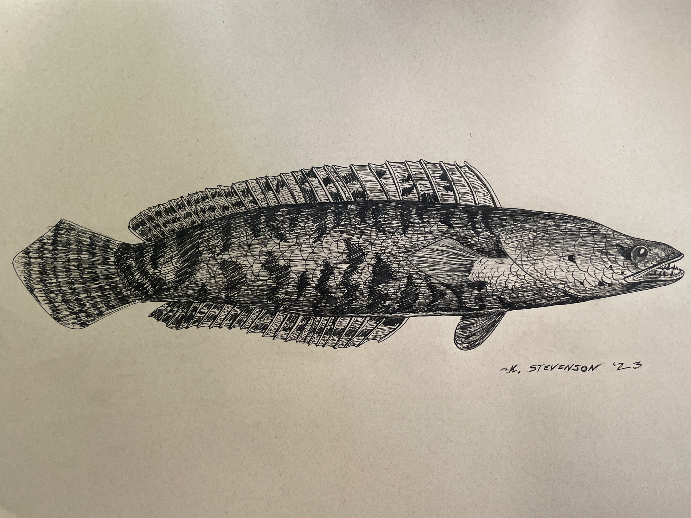 Snakehead
Channa argus
24" × 18"
$300