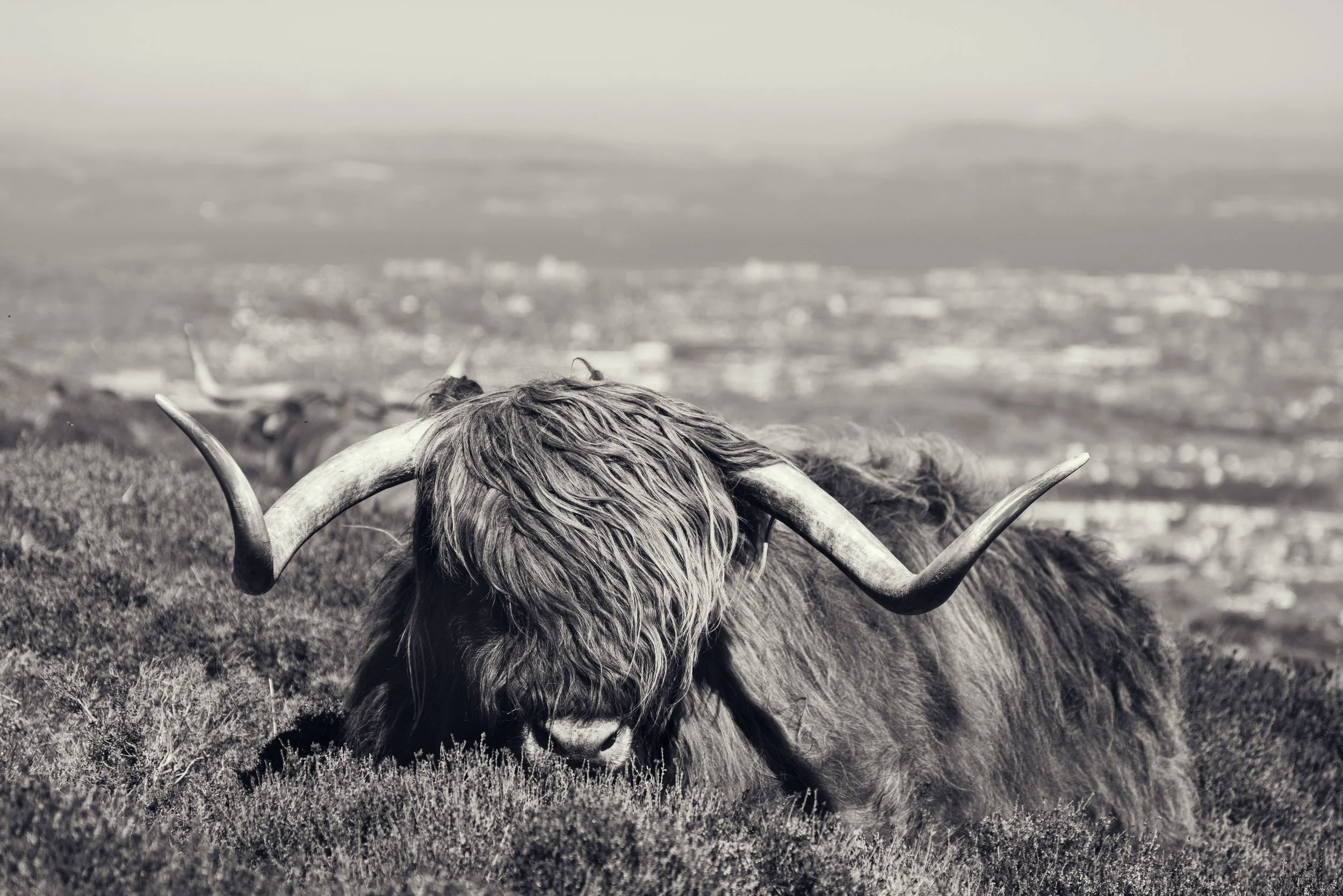 Swanston Farm, Edinburgh, Scotland, 2026
