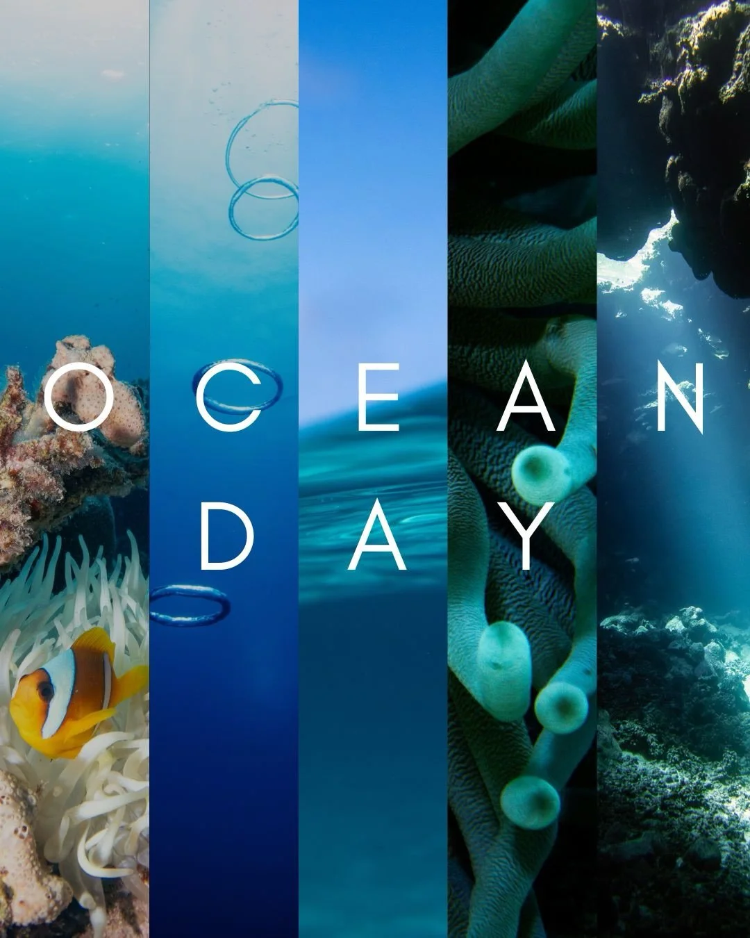 June 8, 2026, World Ocean Day 🌊

To celebrate our oceans, I&rsquo;ve compiled some of my favorite images I&rsquo;ve taken over the years in and around our beautiful bodies of water that provide 90% of the living space on Earth. 🌎🩵

#ocean #underwa