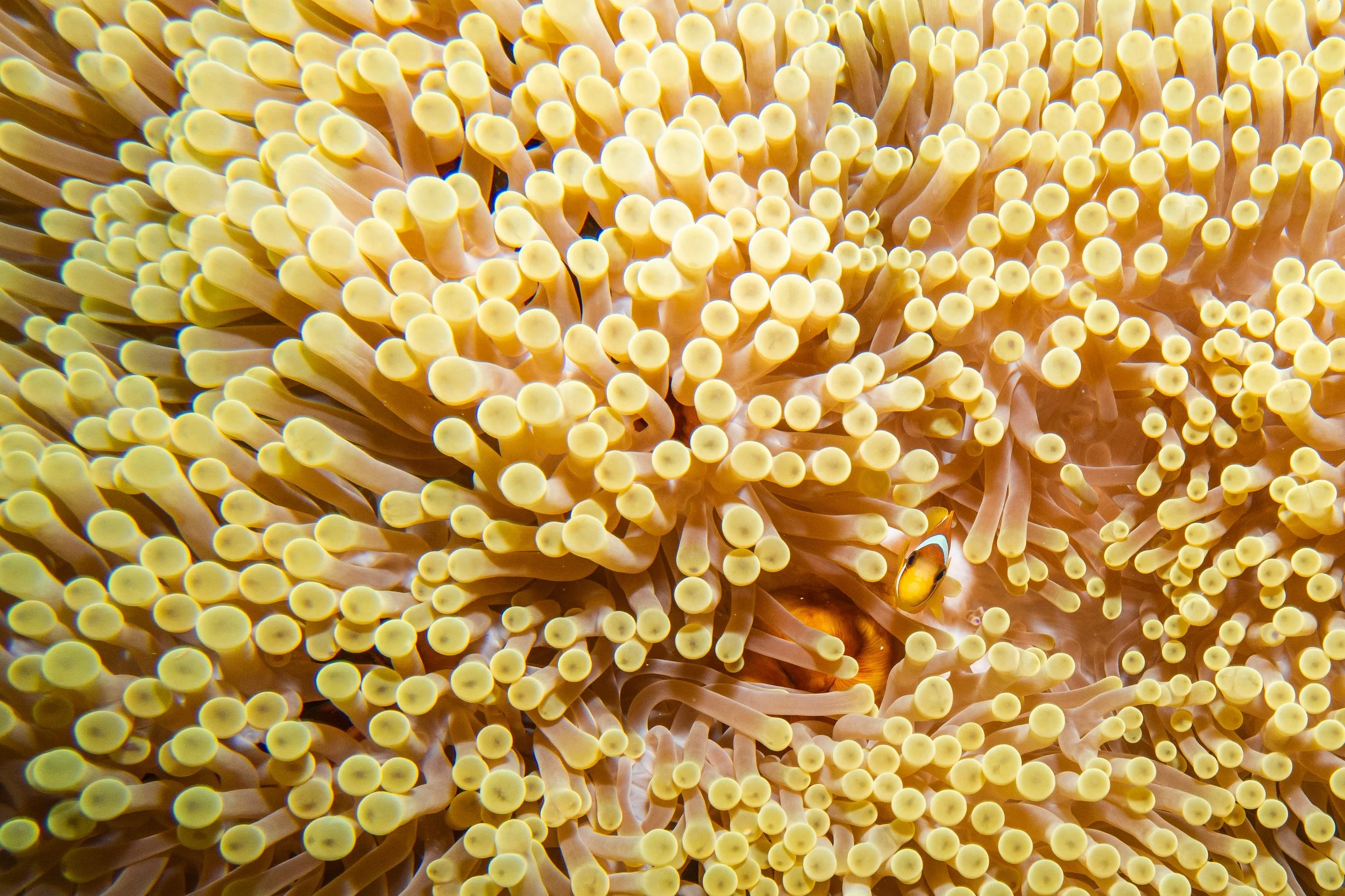 Red Sea Clownfish in Anemone, Red Sea, 2025