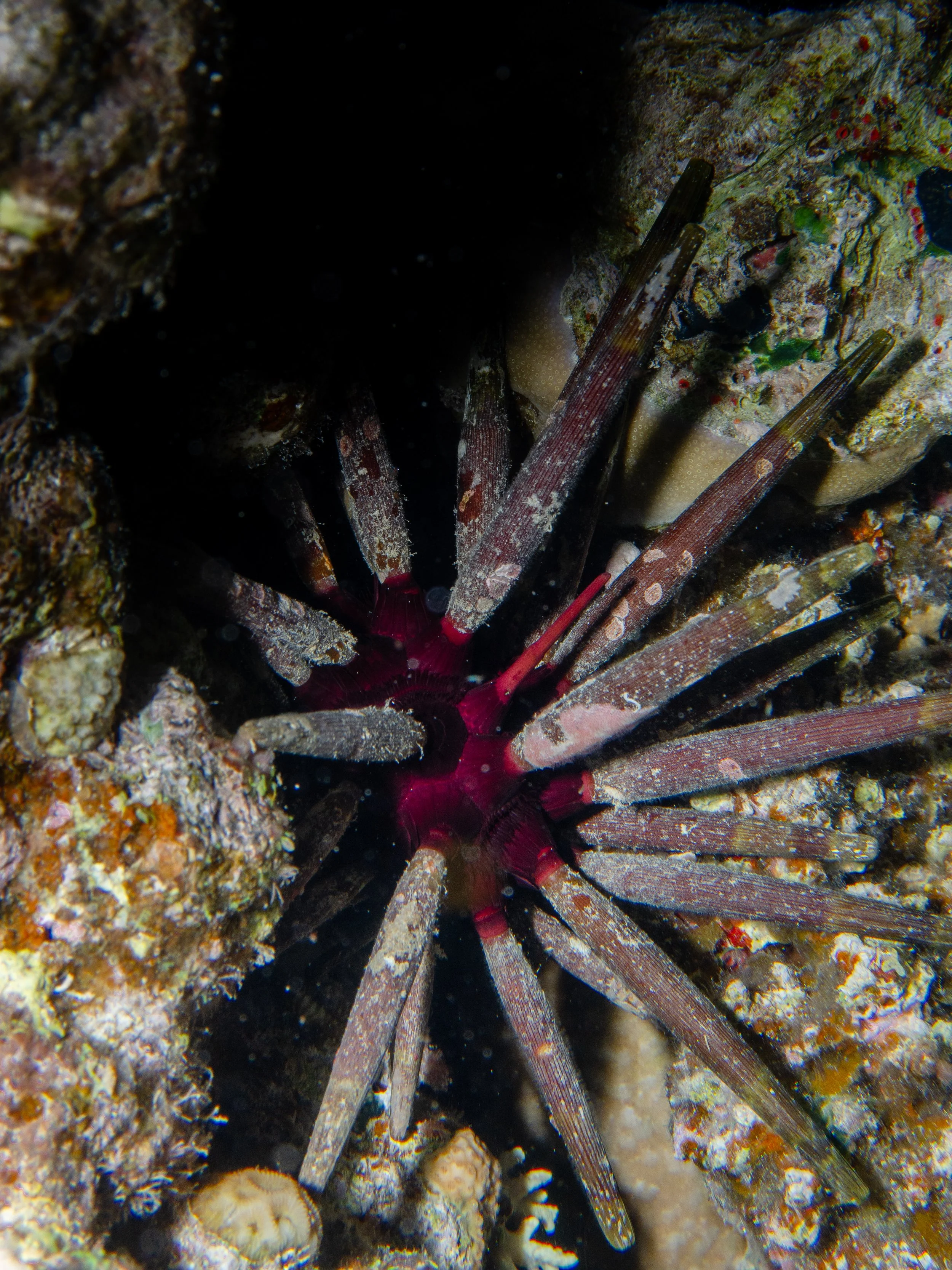 Red Pencil Urchin, Red Sea, 2025