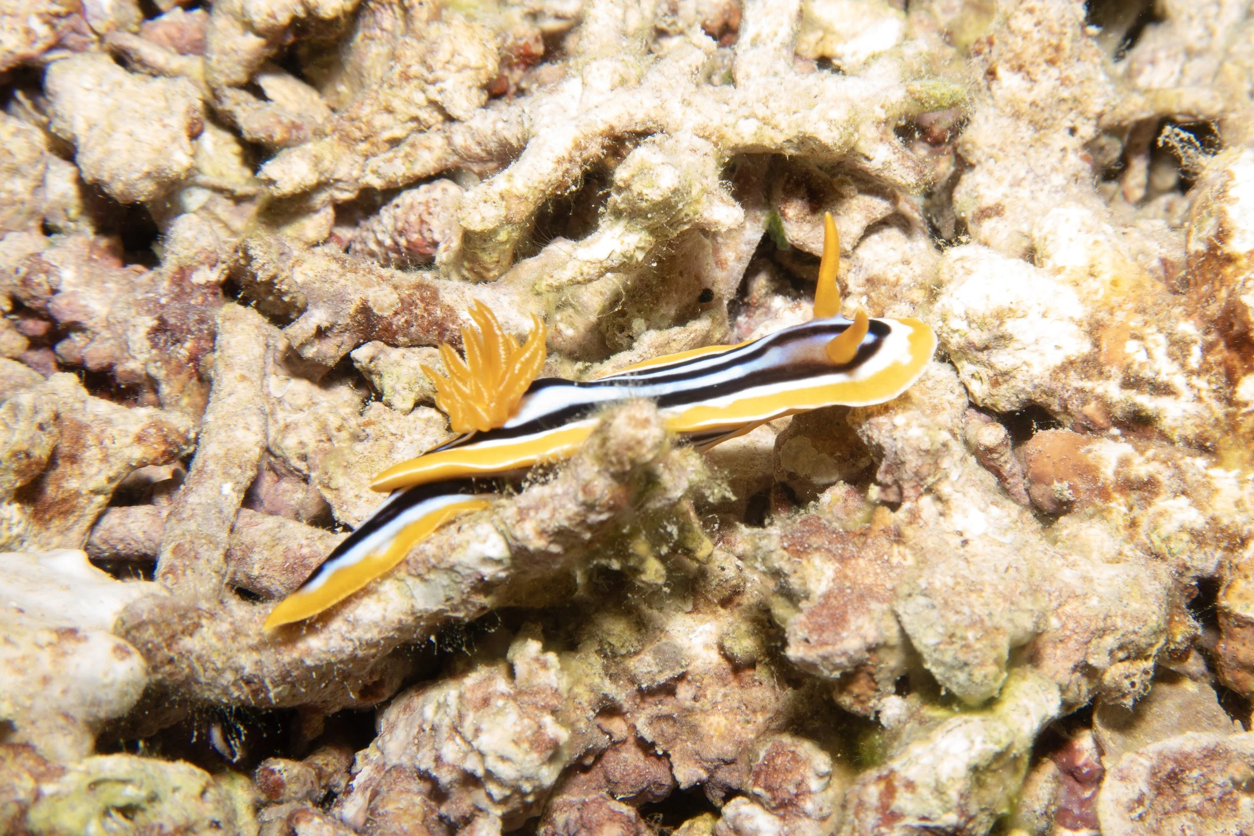 Nudibranch, Red Sea, 2025