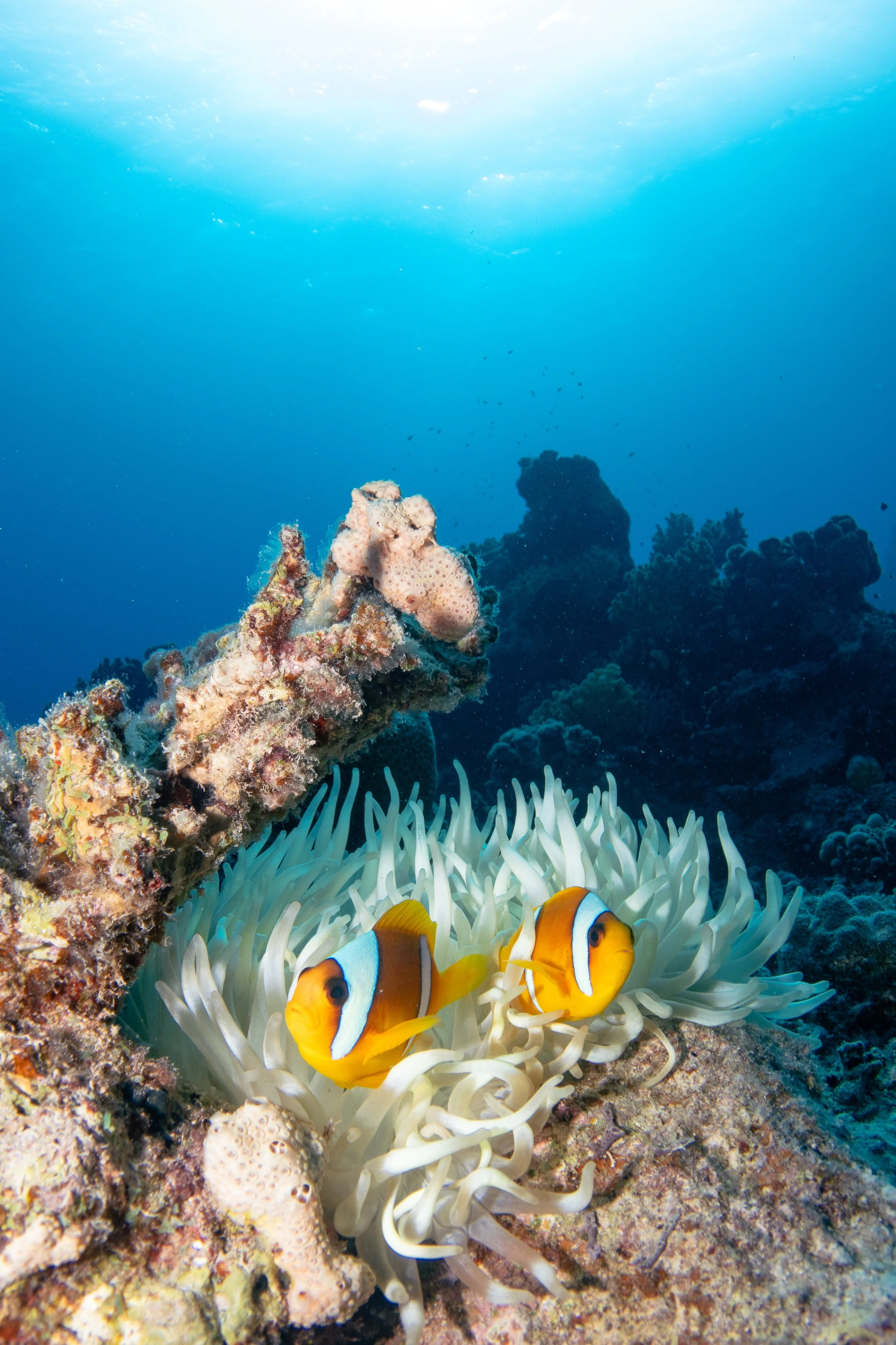 Red Sea Clownfish in Anemone, Red Sea, 2025