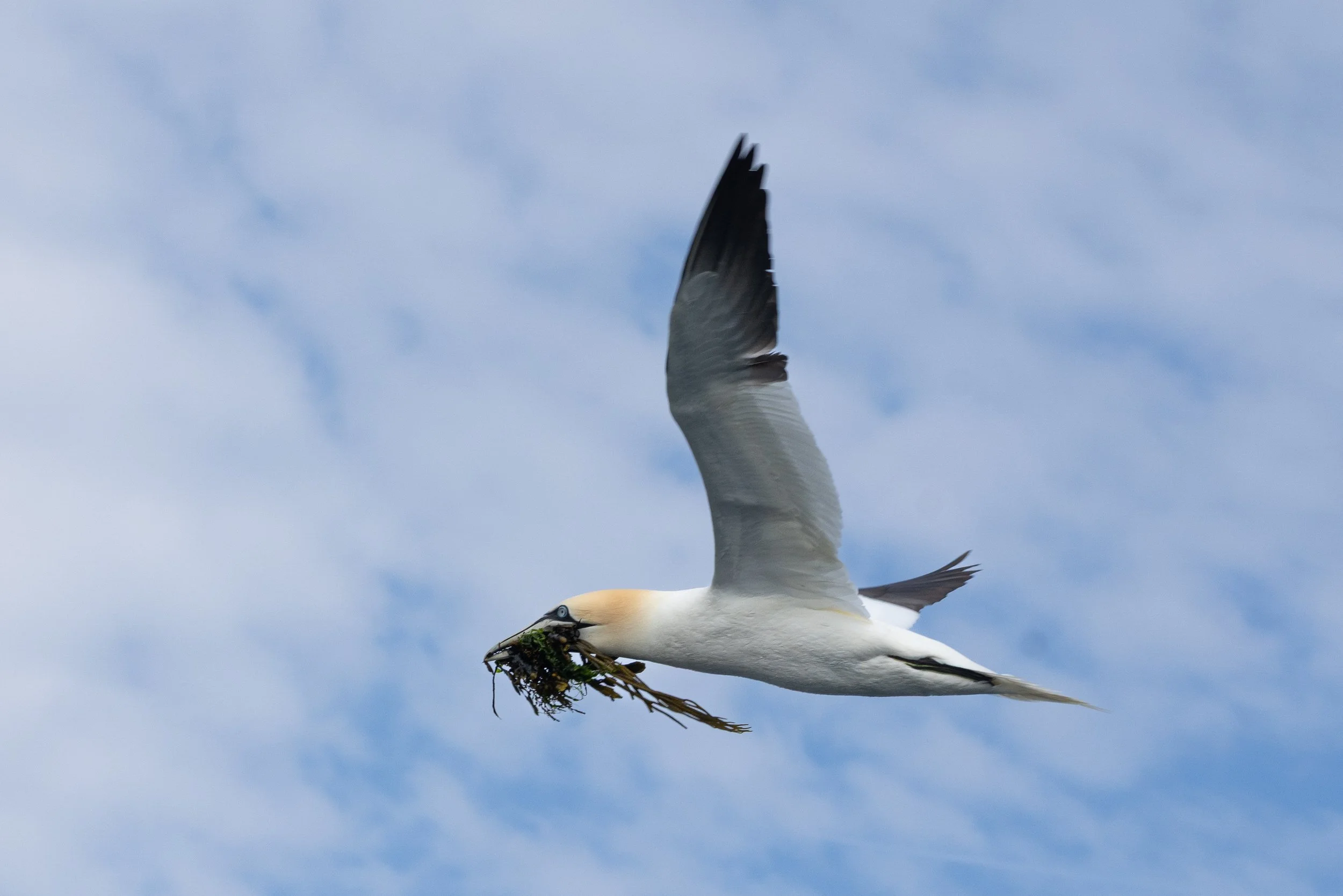 Northern Gannet, North Berwick, Scotland, 2026