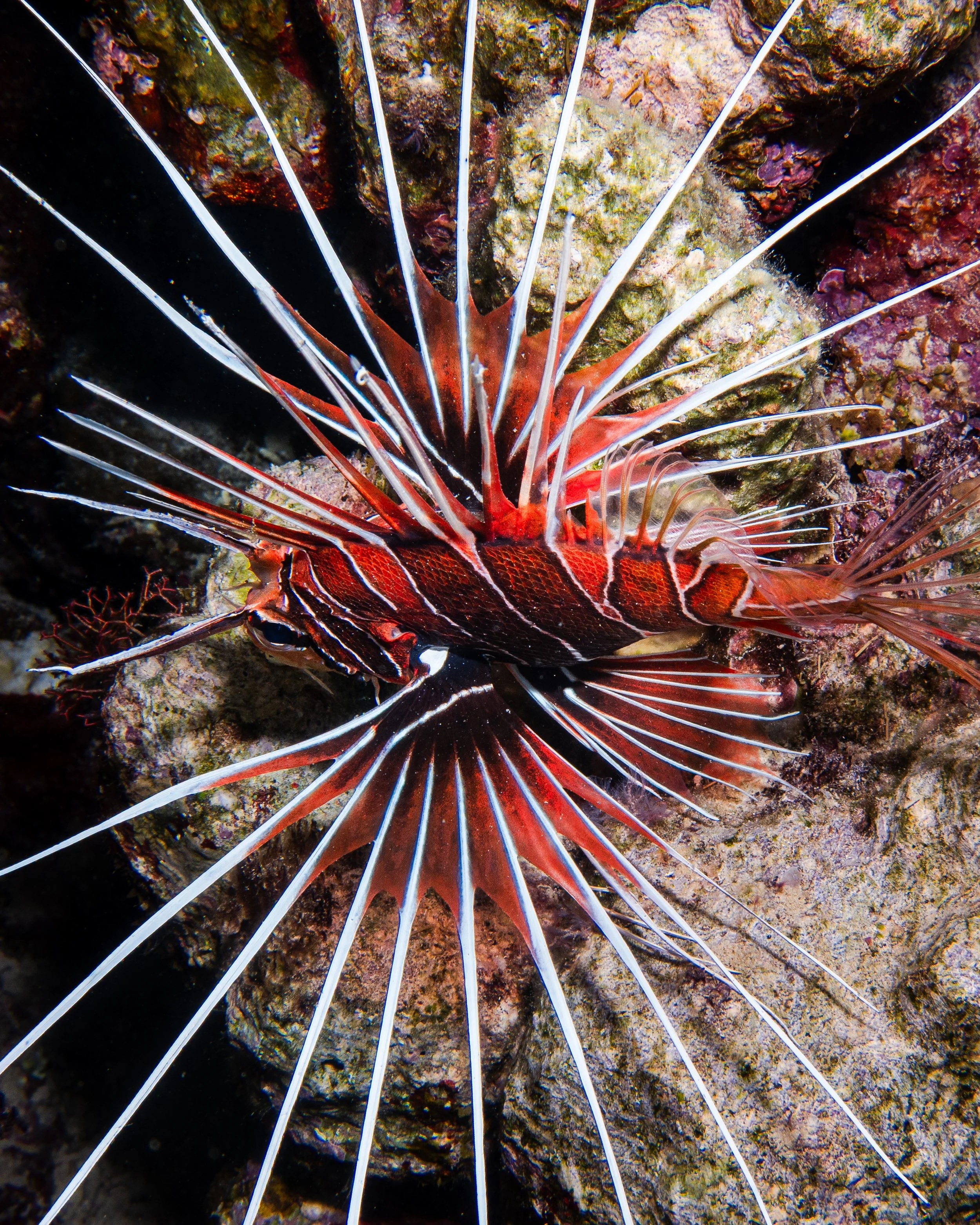 Red Lionfish, Red Sea, 2025