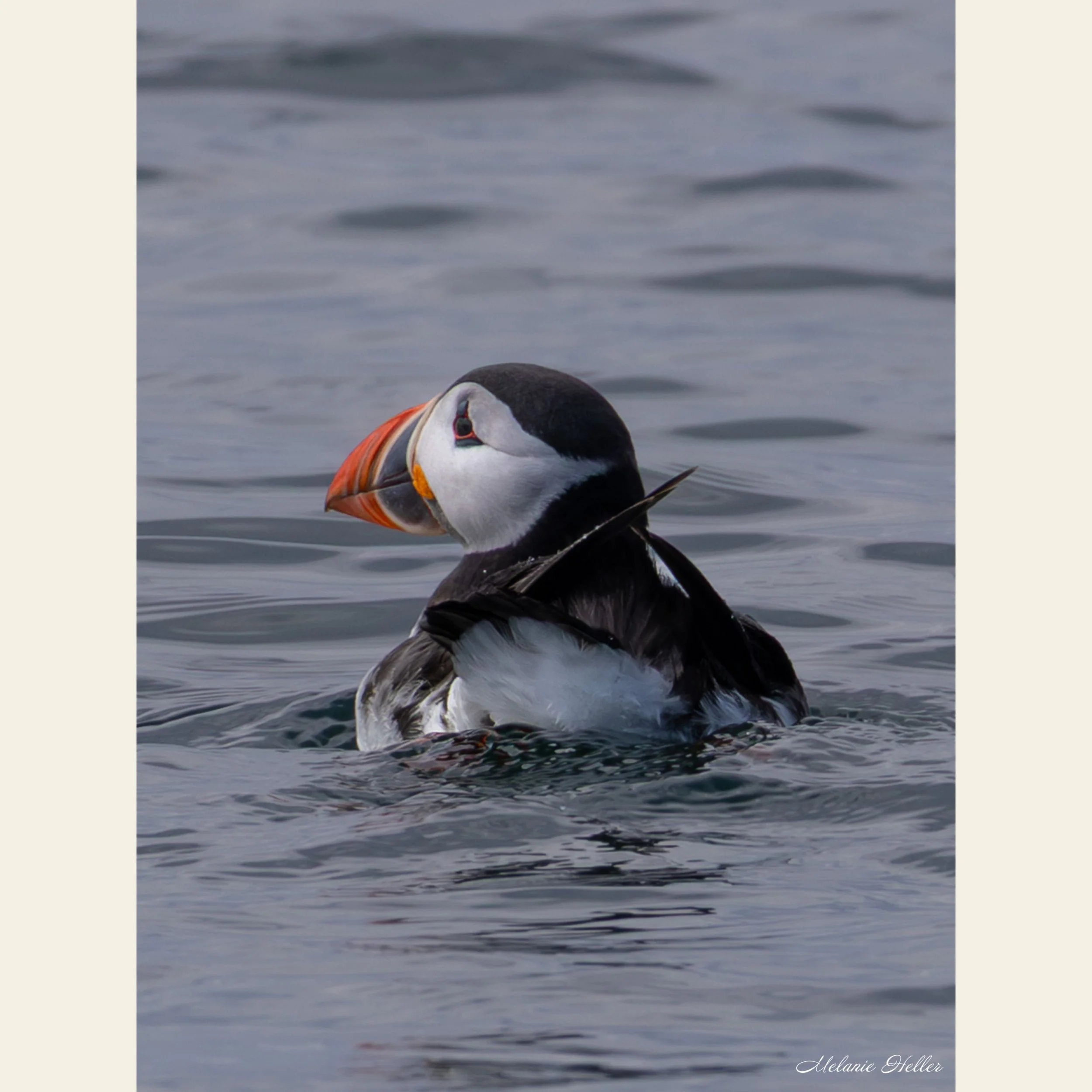 Puffin, Fine Art Print