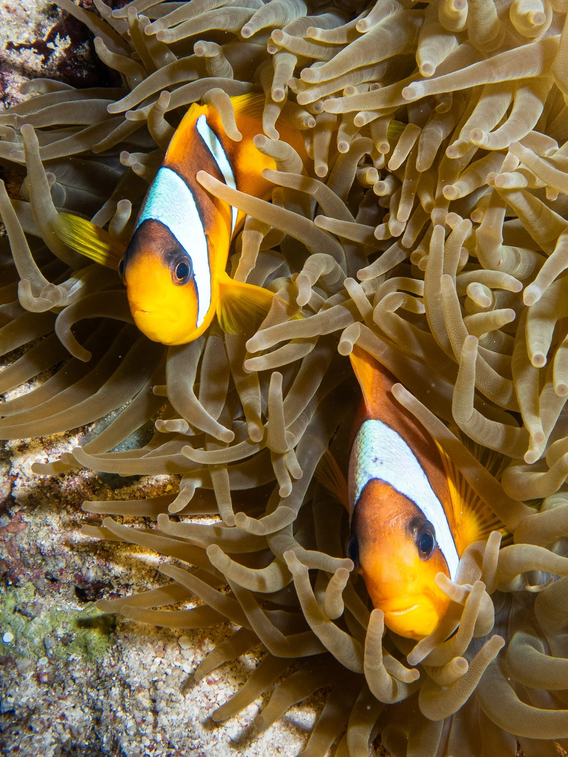 Red Sea Clownfish in Anemone, Red Sea, 2025