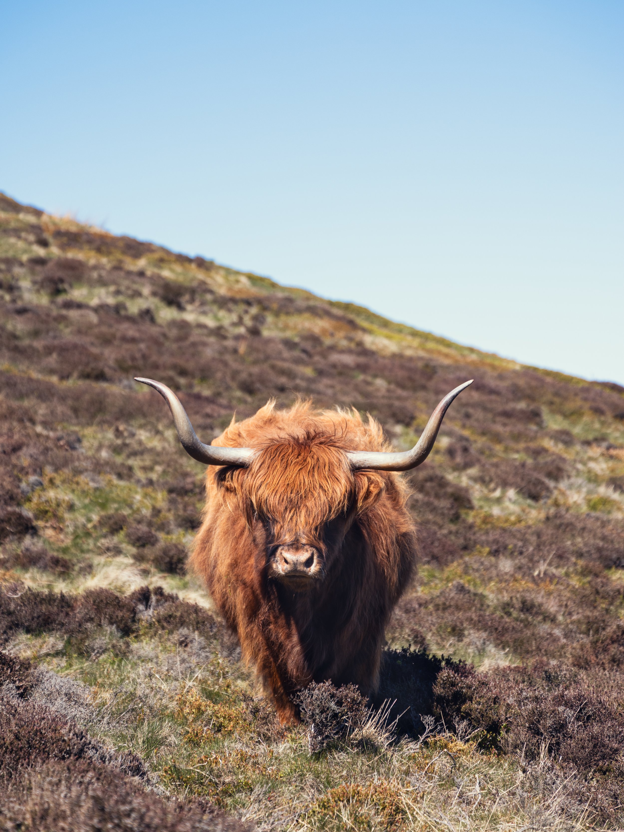 Swanston Farm, Edinburgh, Scotland, 2026