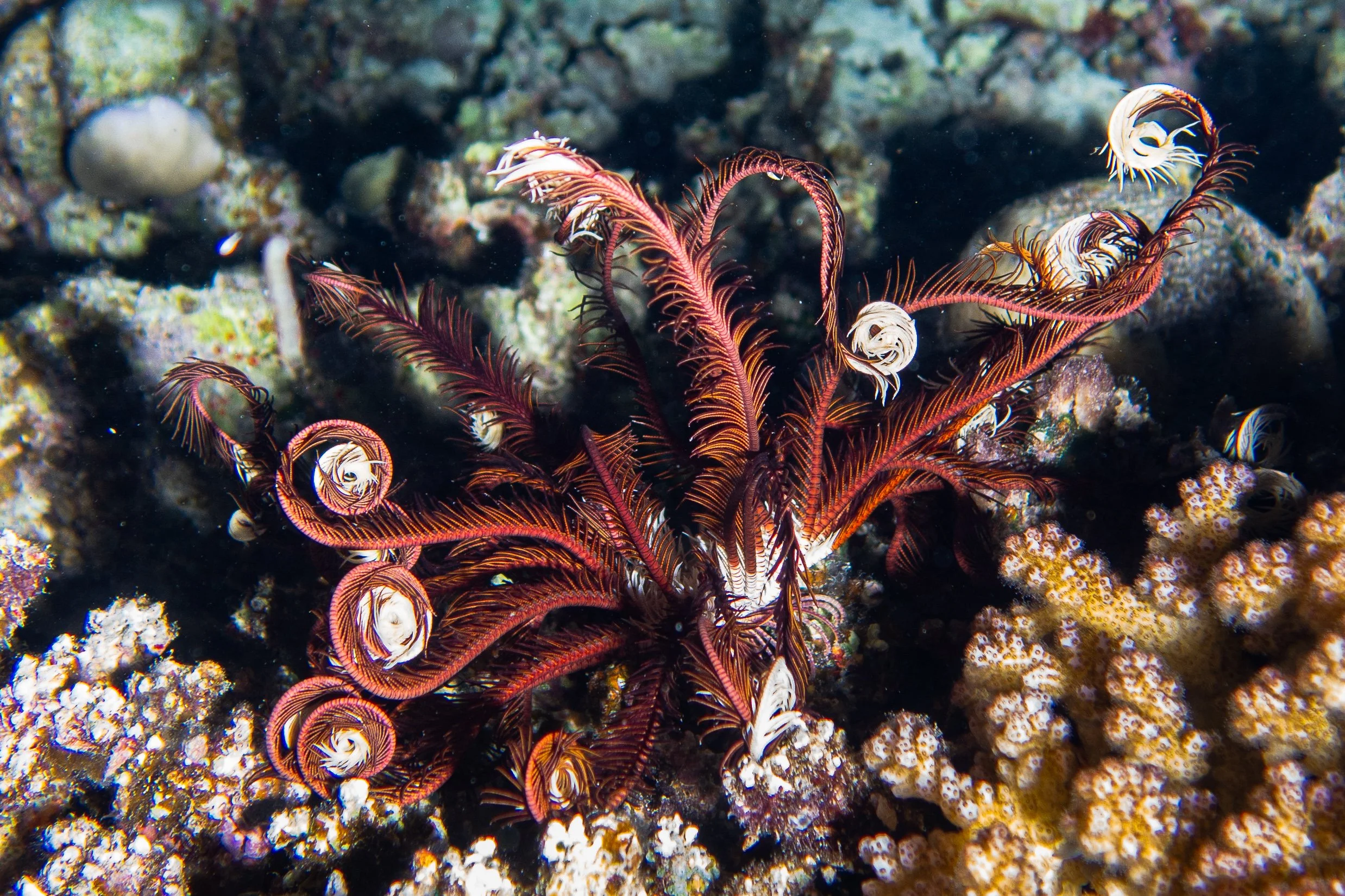 Feather Star, Red Sea, 2025