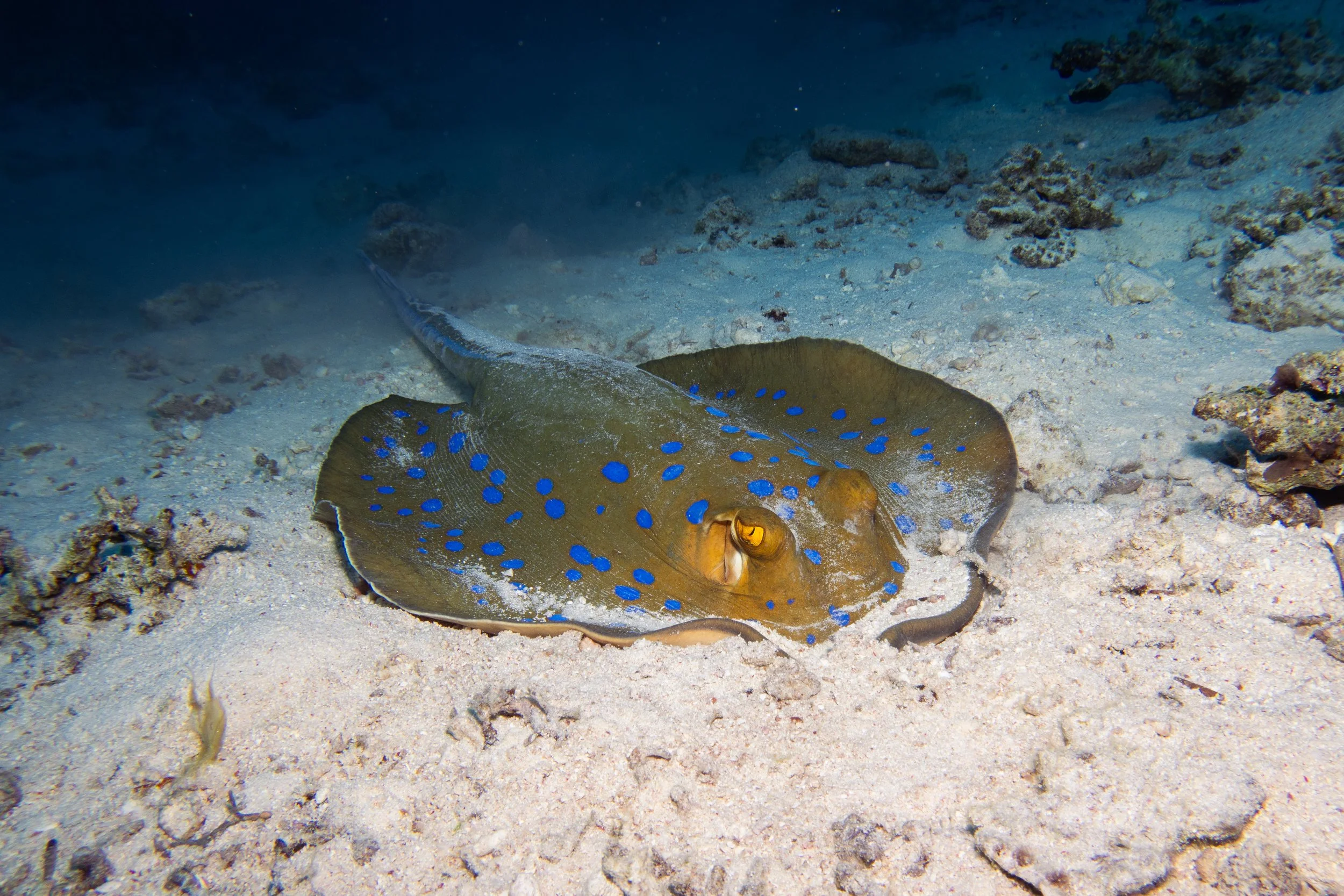 Bluespotted Ribbontail Ray, Red Sea, 2025