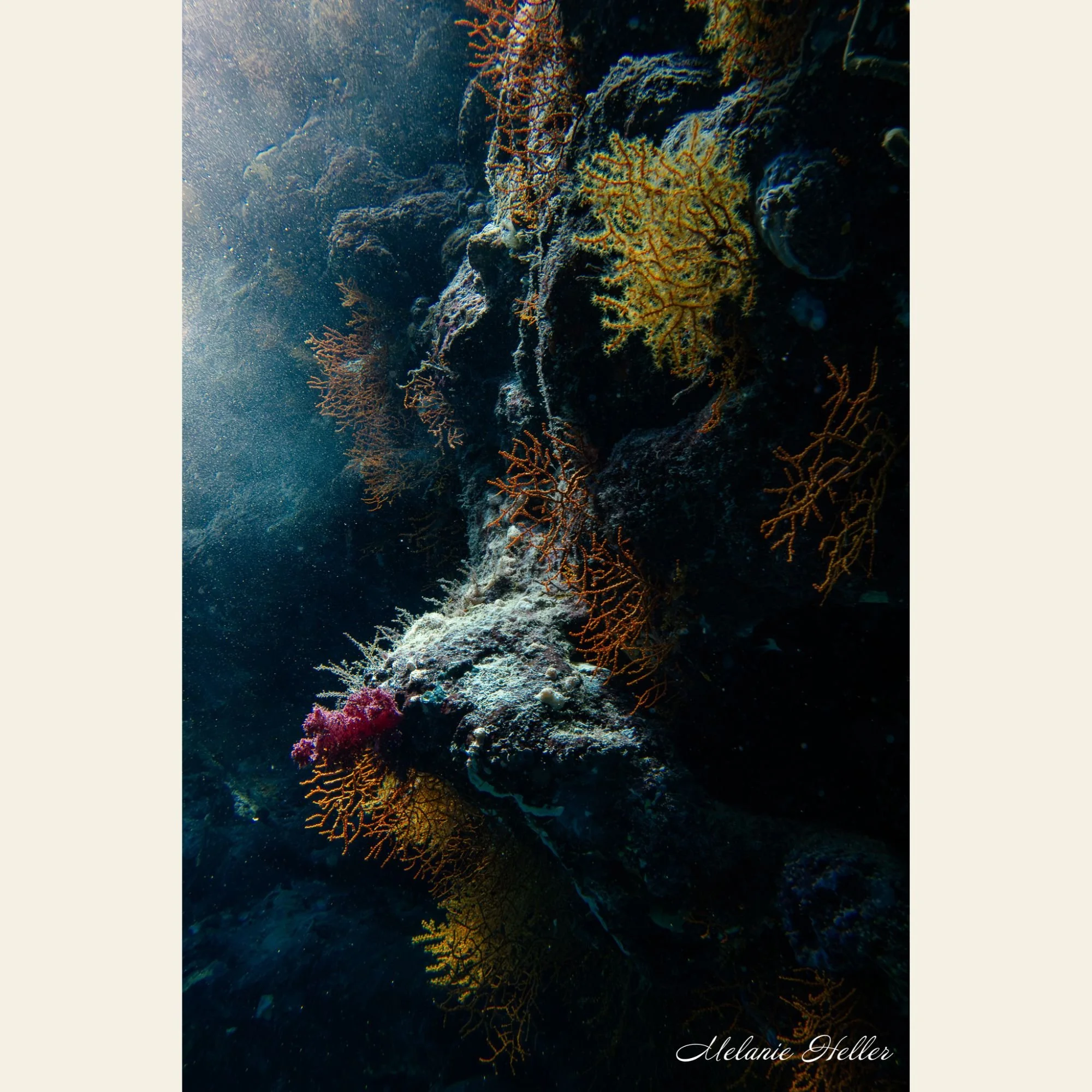 undersea garden 2.jpg