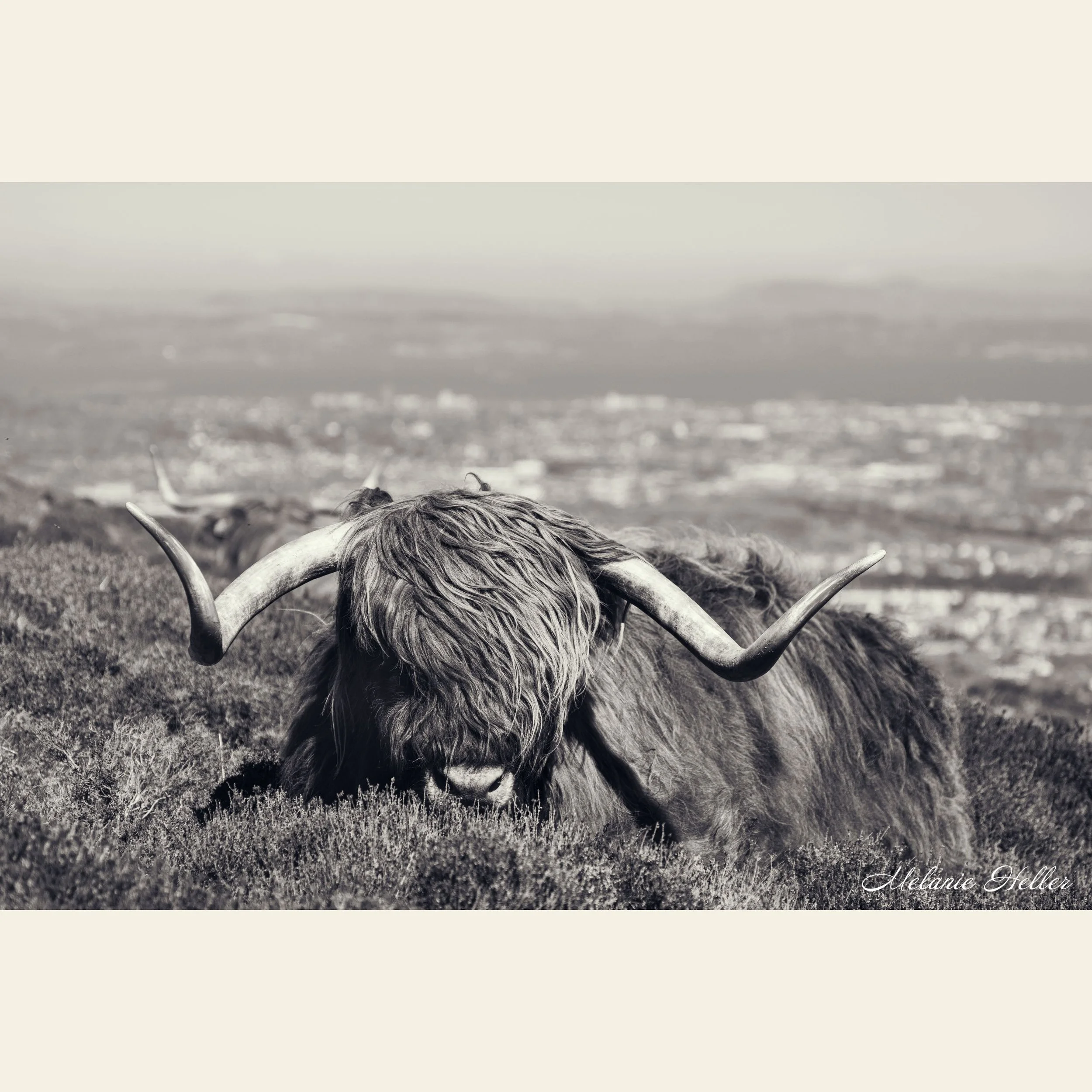 Sleepy Coo, Fine Art Print