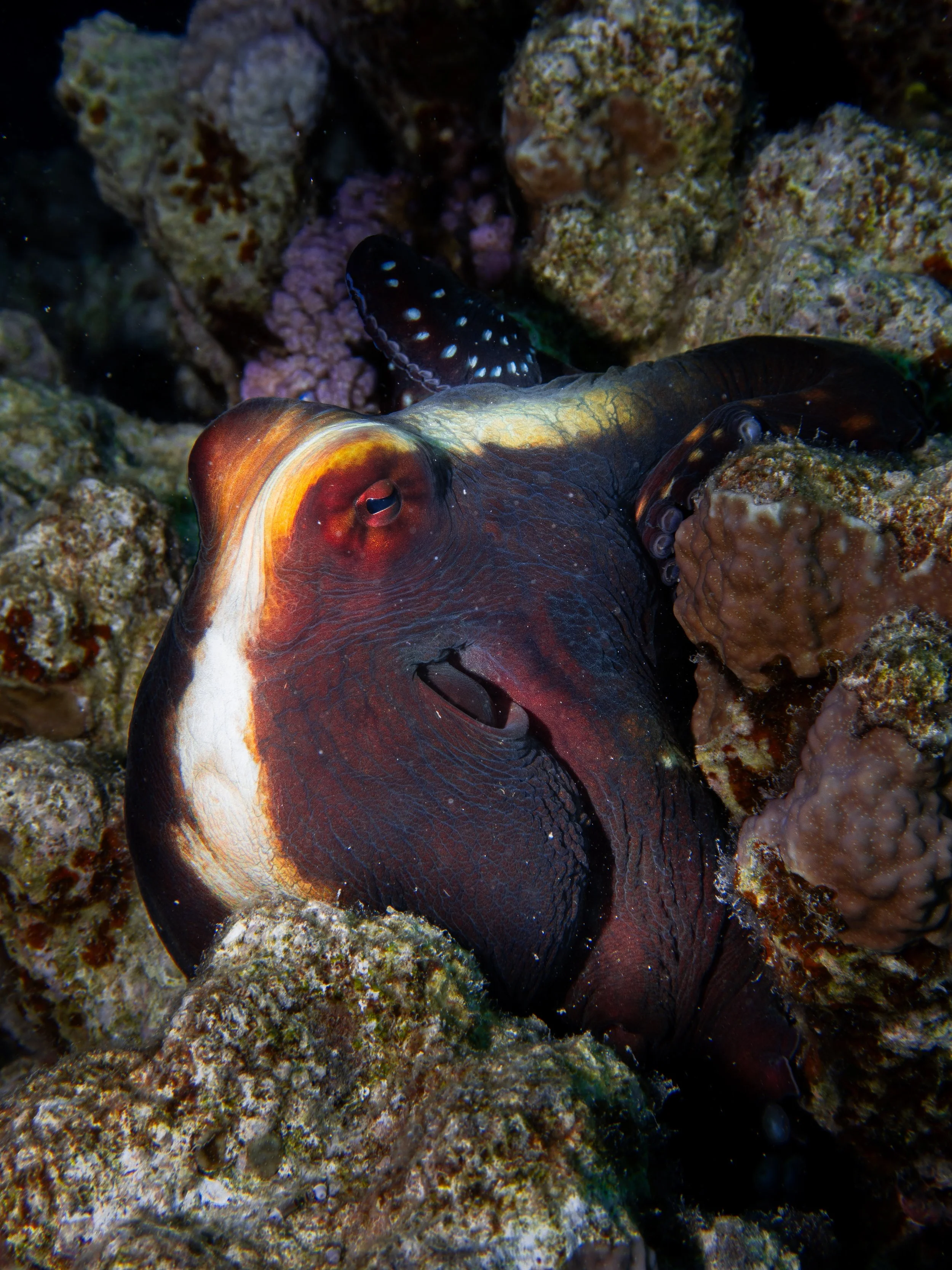 Octopus, Red Sea, 2025