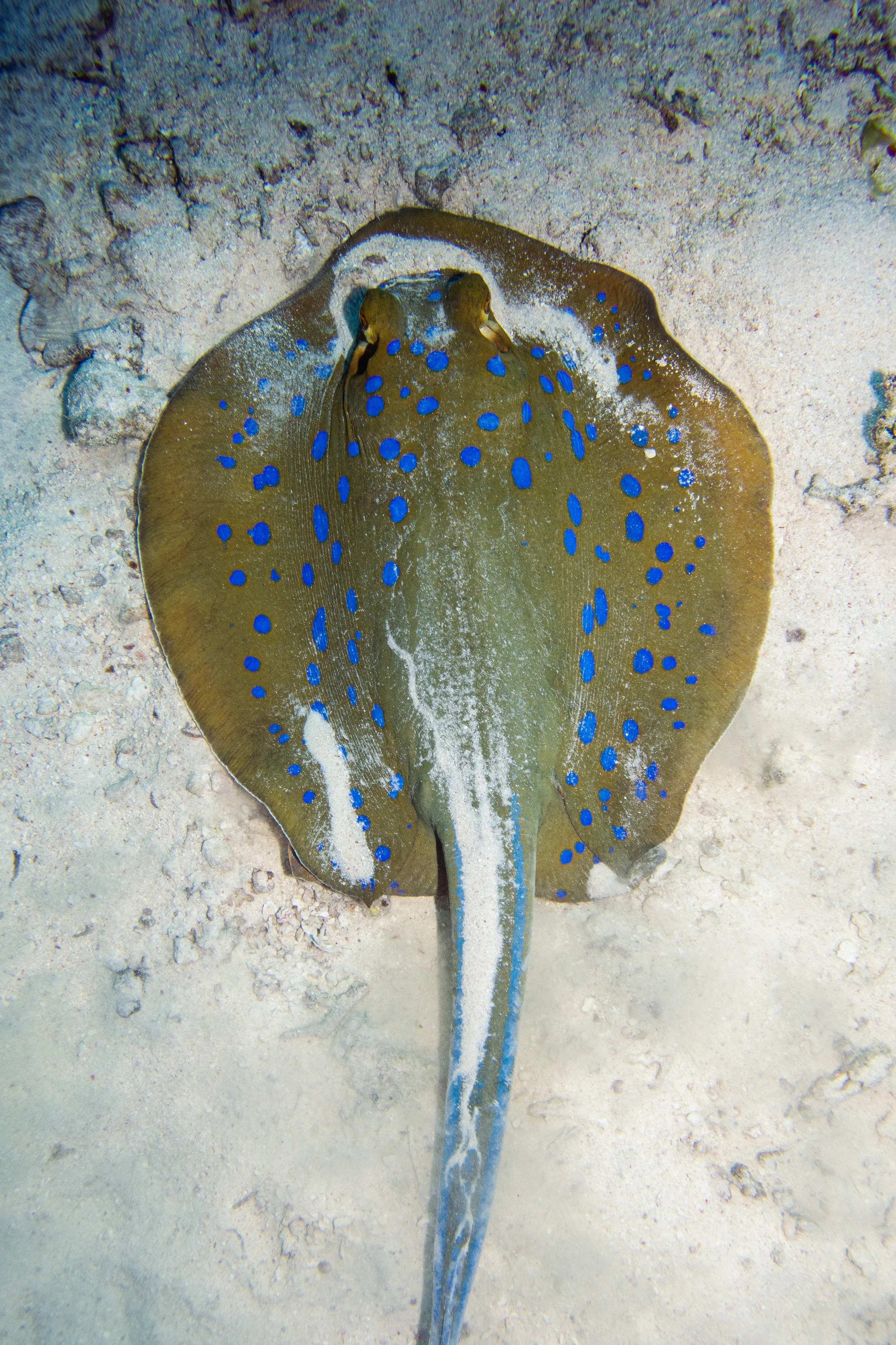 Bluespotted Ribbontail Ray, Red Sea, 2025