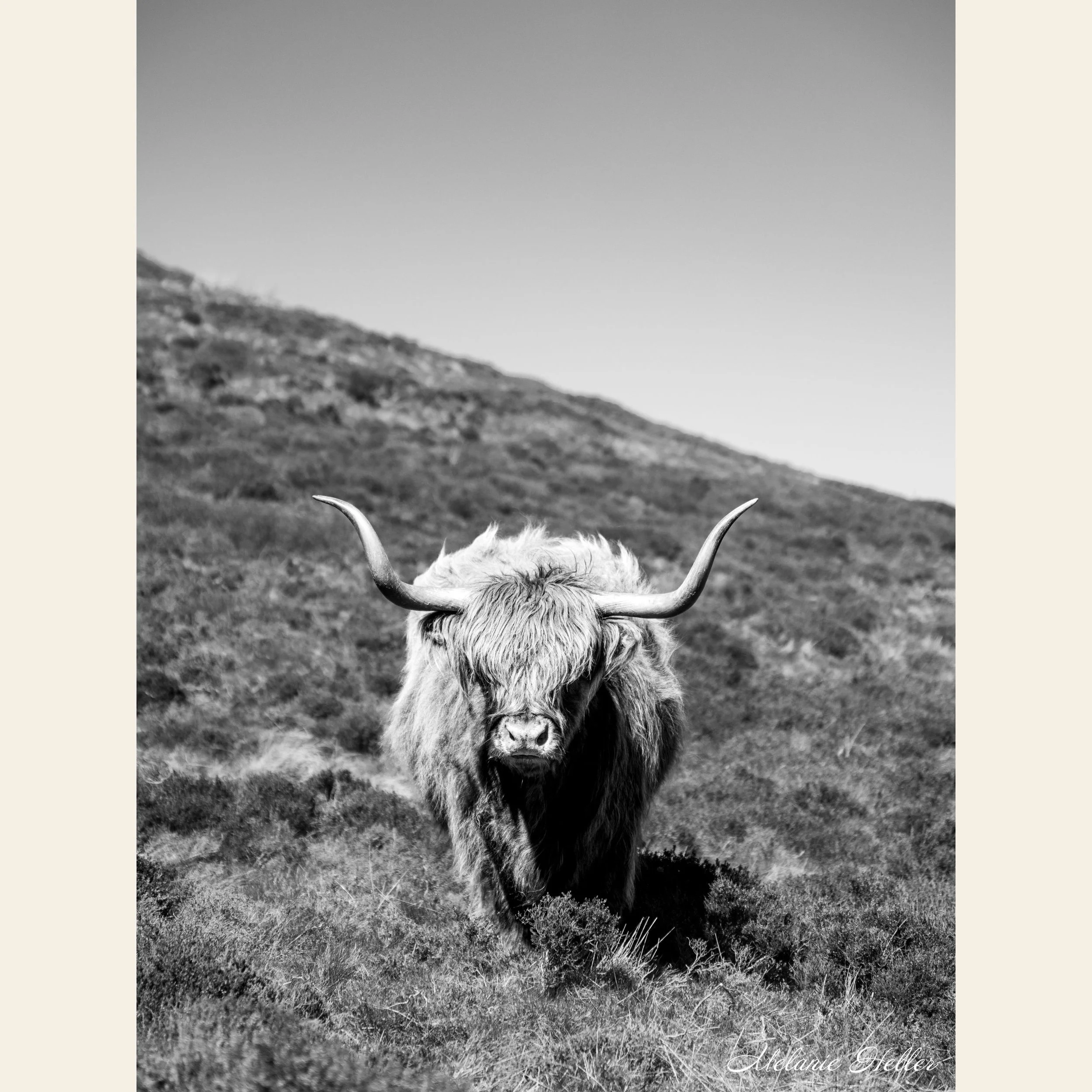 Highland Coo (Monochrome), Fine Art Print
