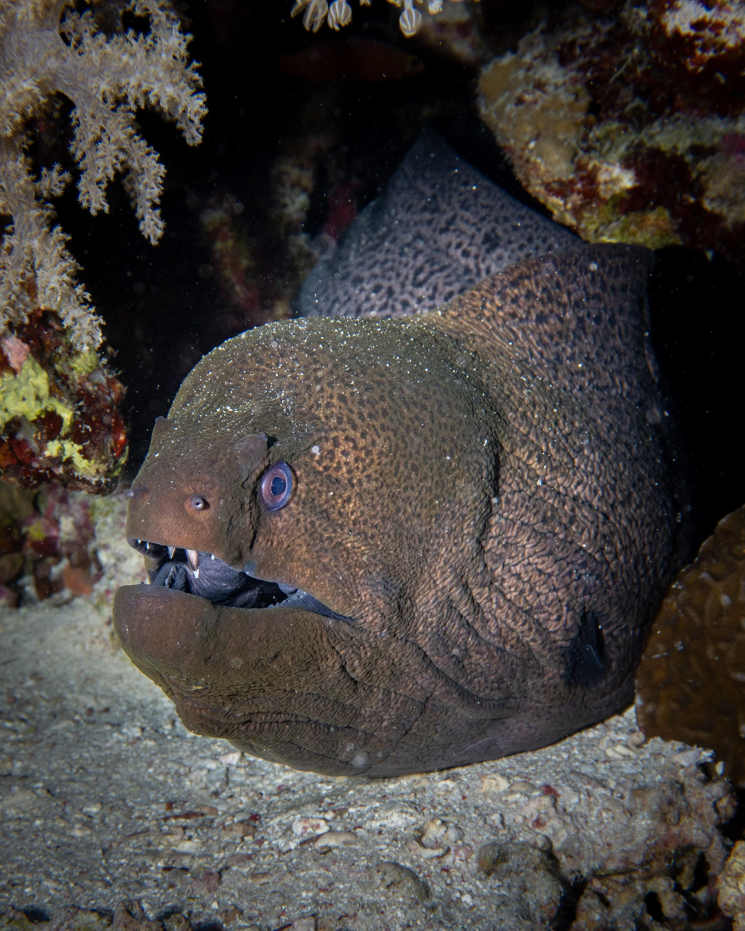 Spotted Moray Eel, Red Sea, 2025