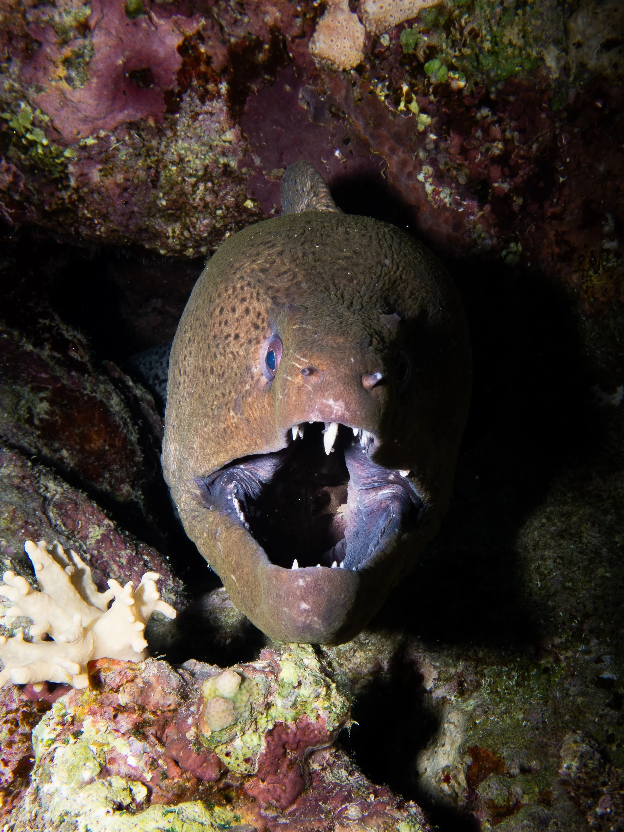 Spotted Moray Eel, Red Sea, 2025