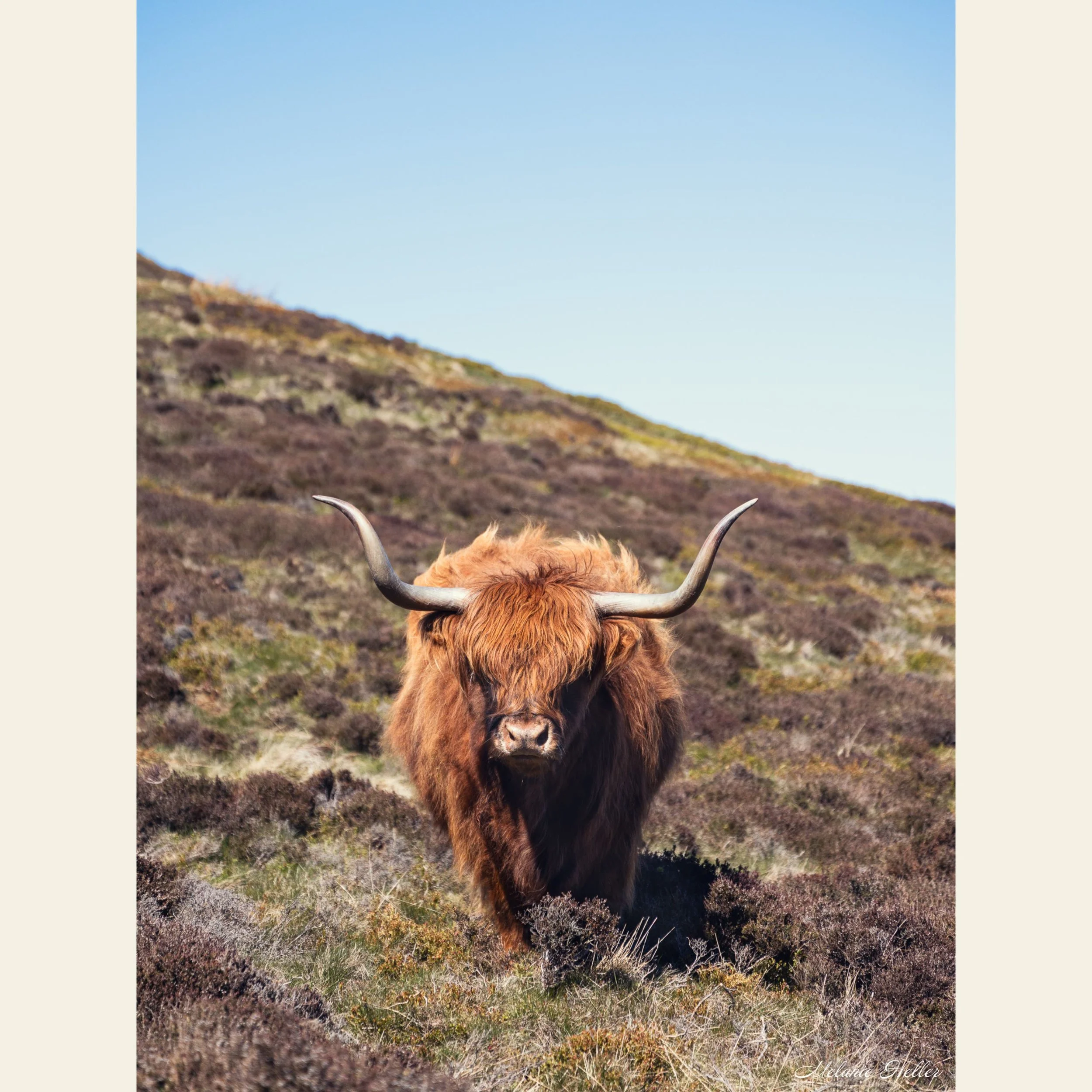 Highland Coo, Fine Art Print