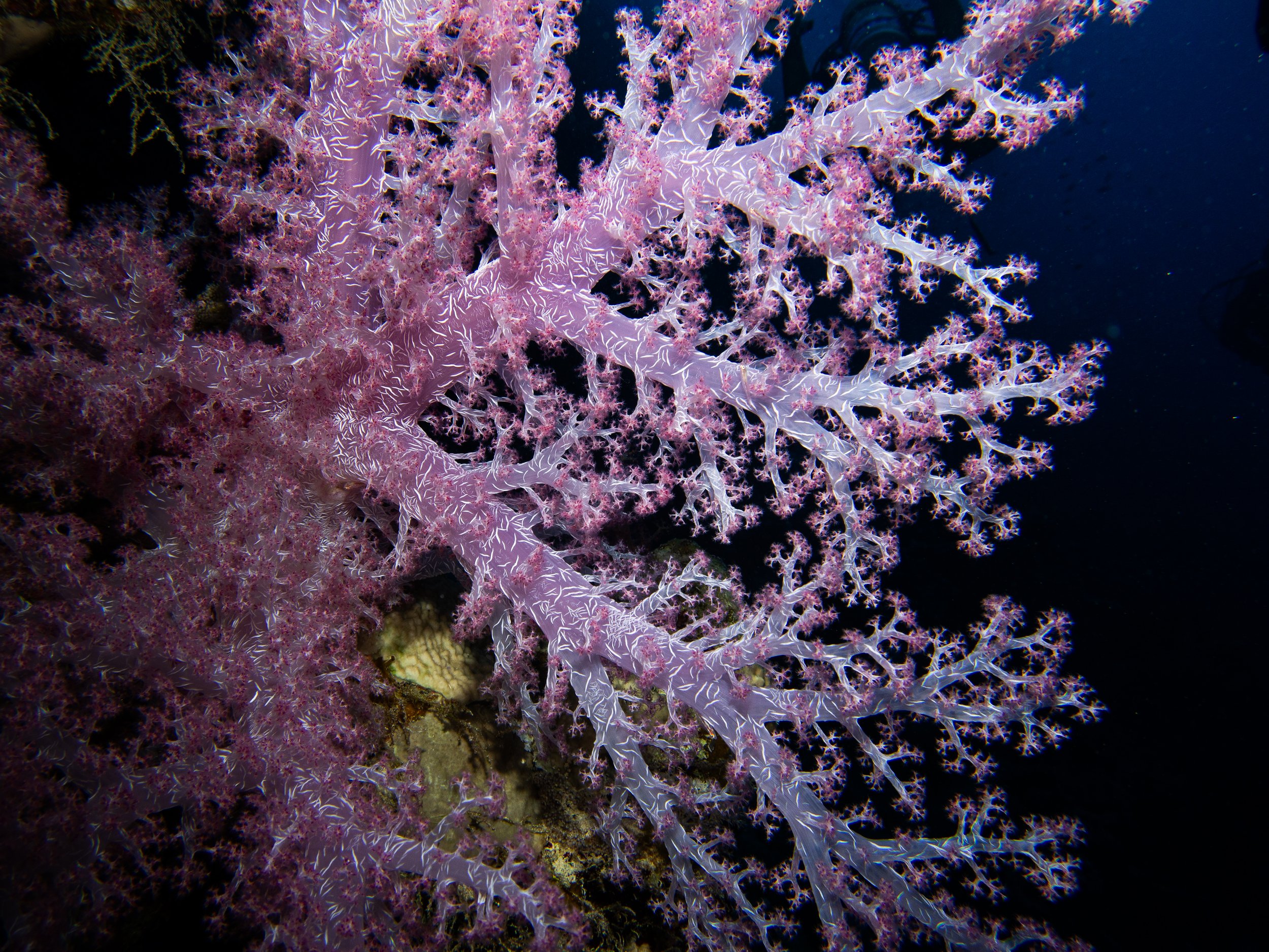Soft Coral, Red Sea, 2025