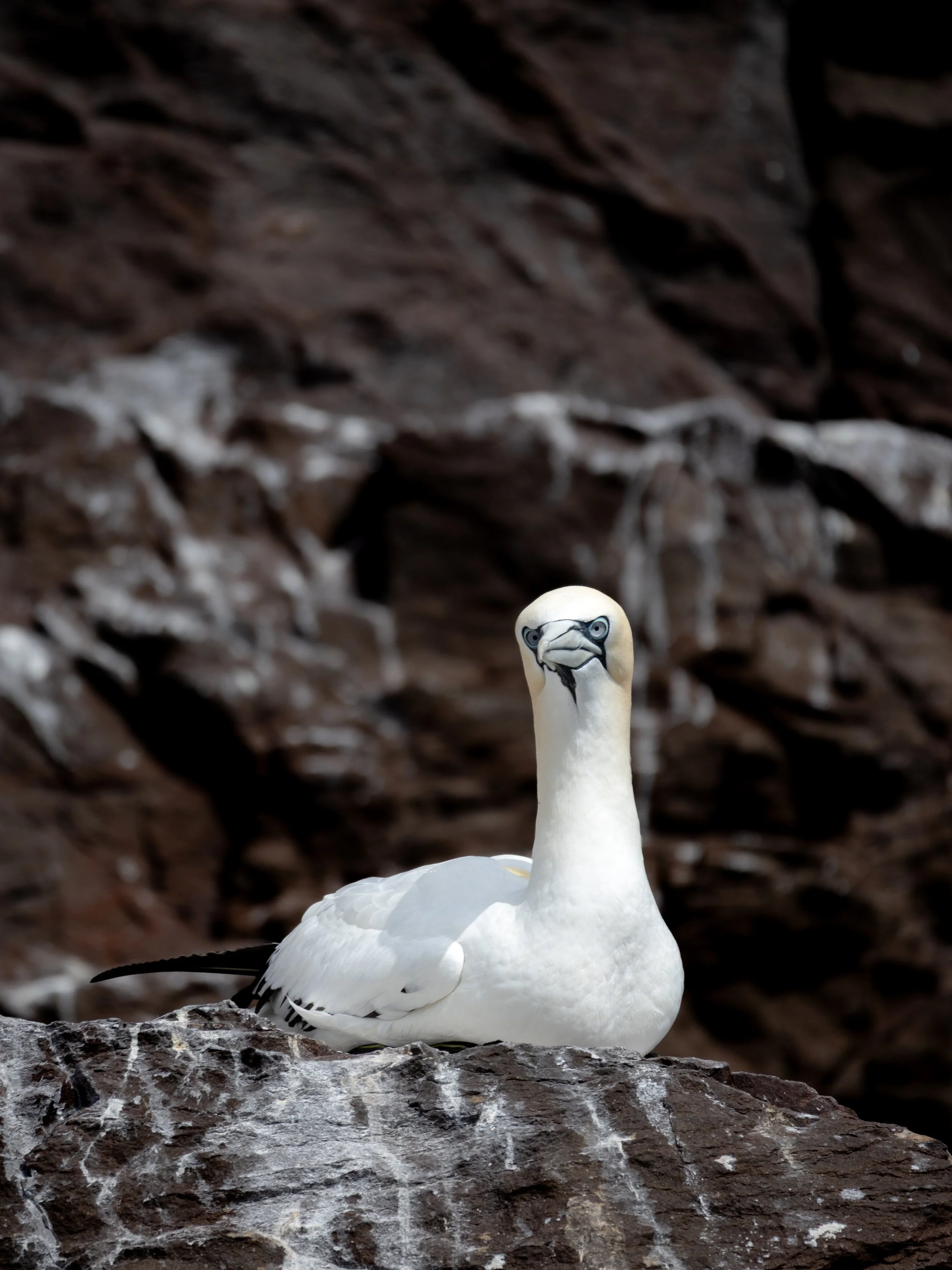 Northern Gannet, North Berwick, Scotland, 2026