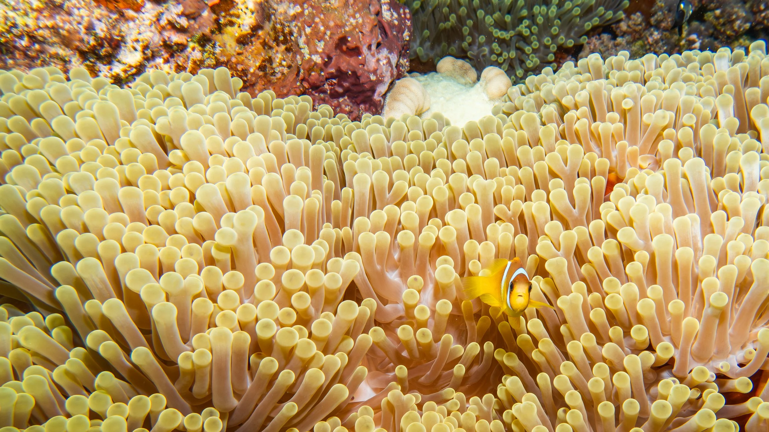 Red Sea Clownfish in Anemone, Red Sea, 2025