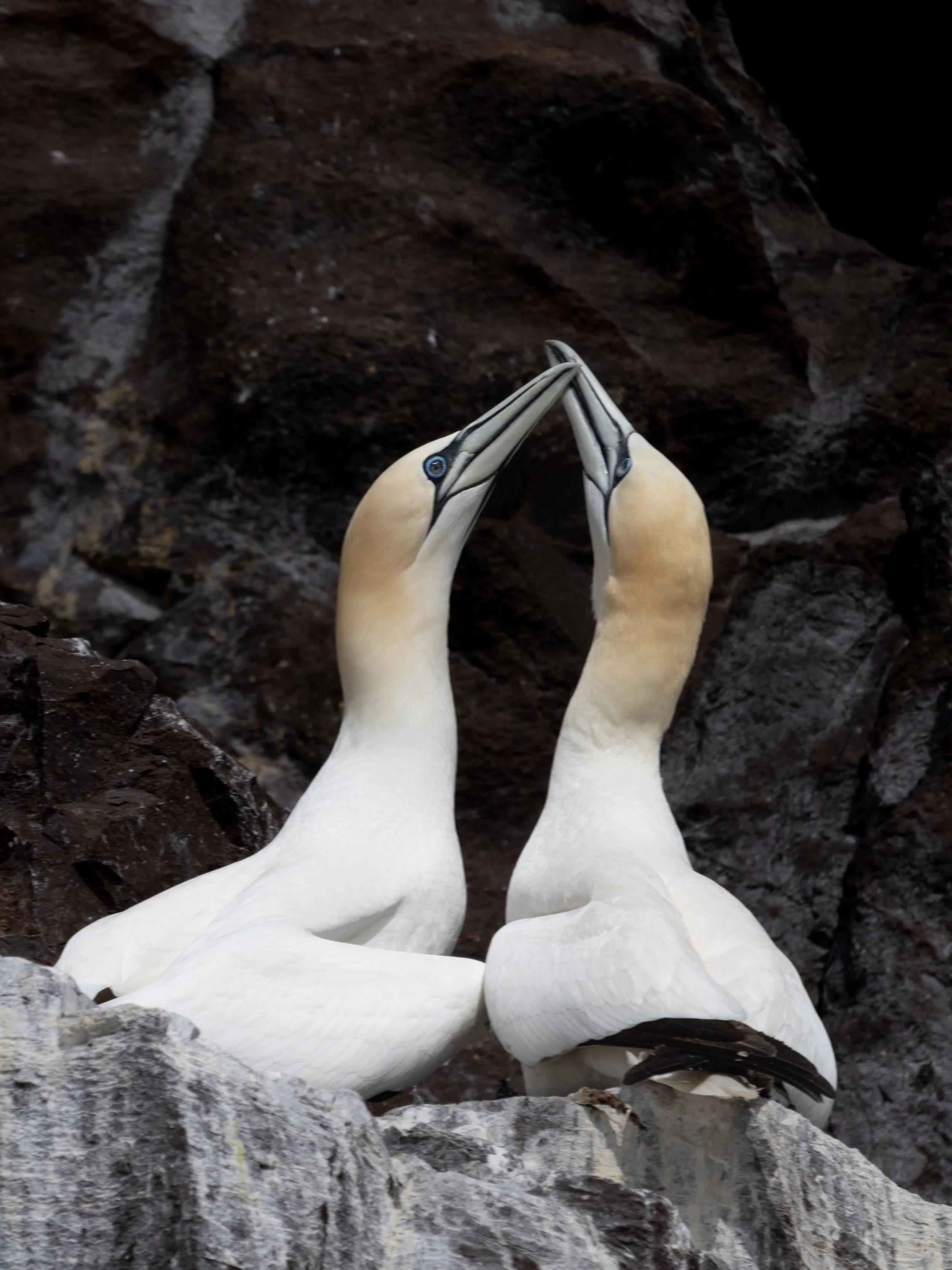 Northern Gannet, North Berwick, Scotland, 2026