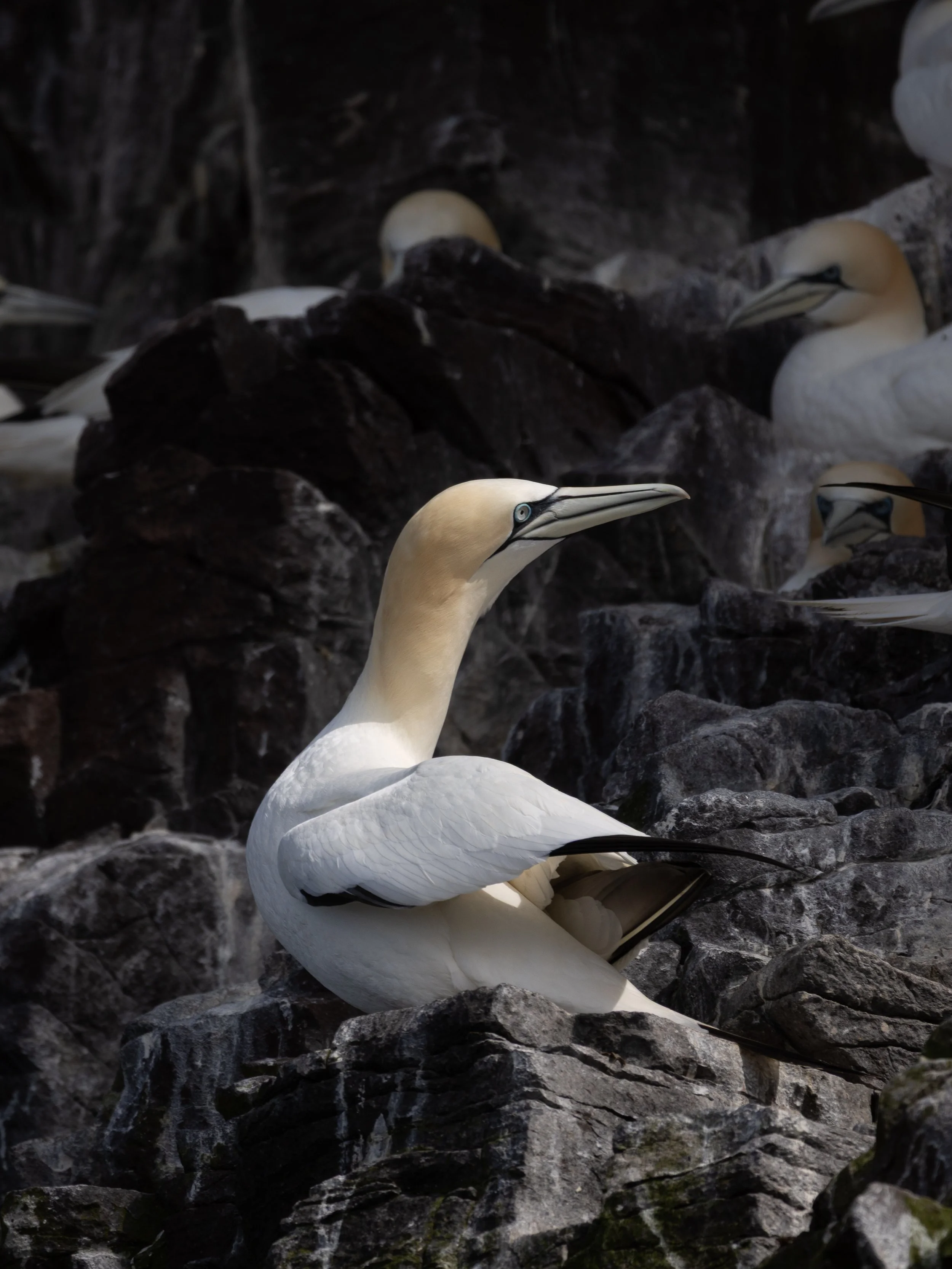 Northern Gannet, North Berwick, Scotland, 2026