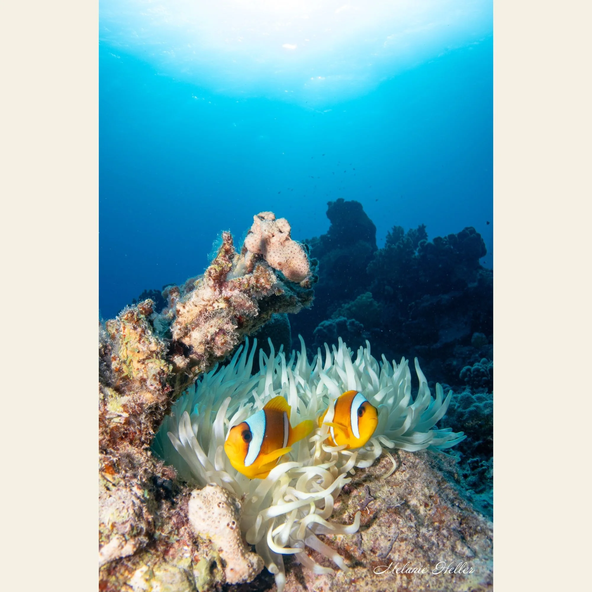 Marlin & Coral, Fine Art Print