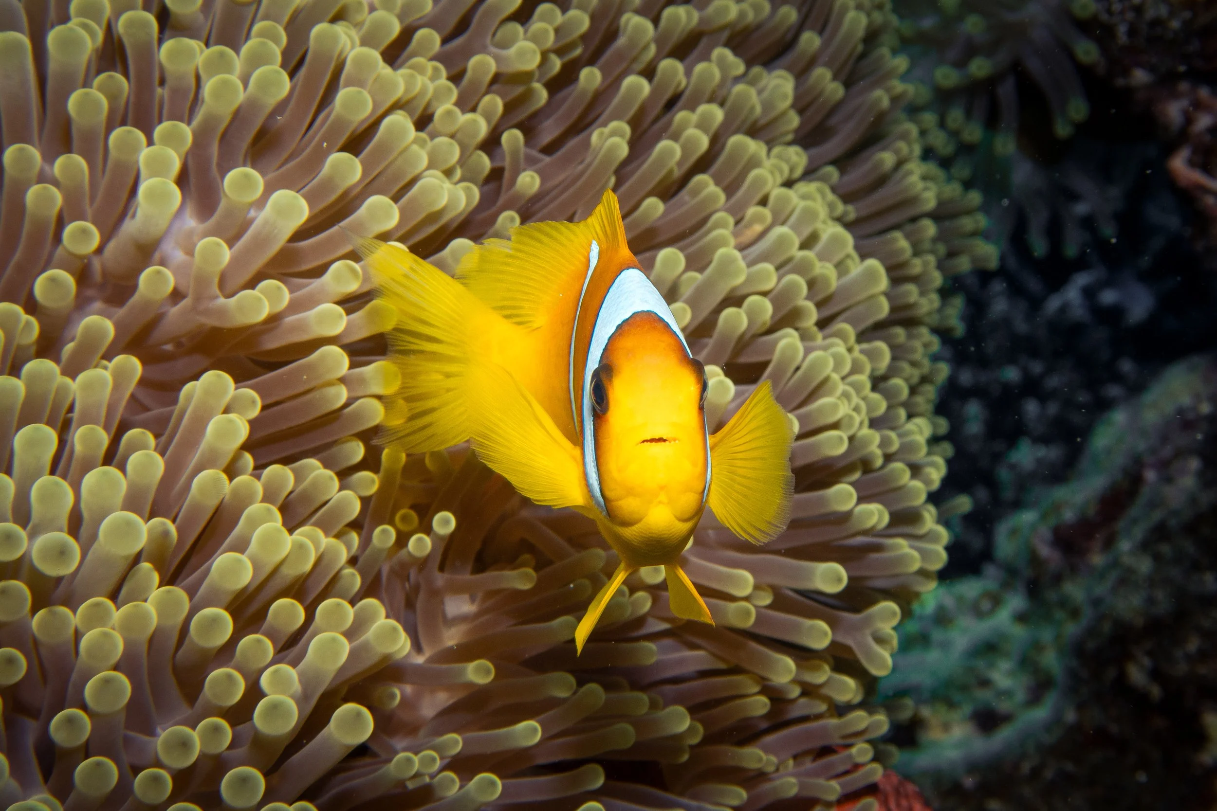 Red Sea Clownfish in Anemone, Red Sea, 2025