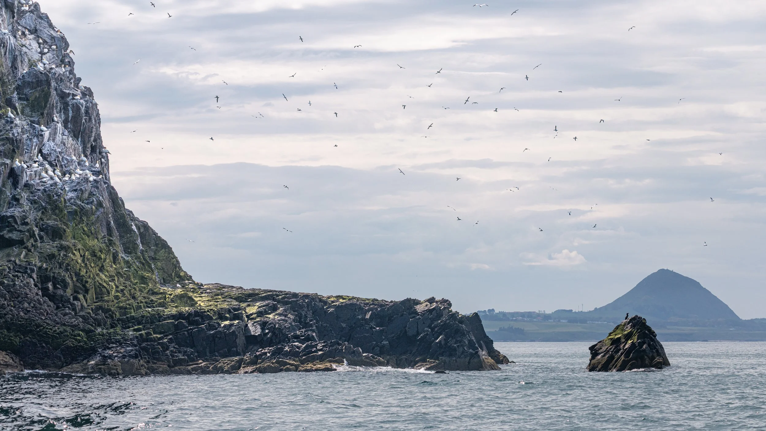 Bass Rock, North Berwick, Scotland, 2026