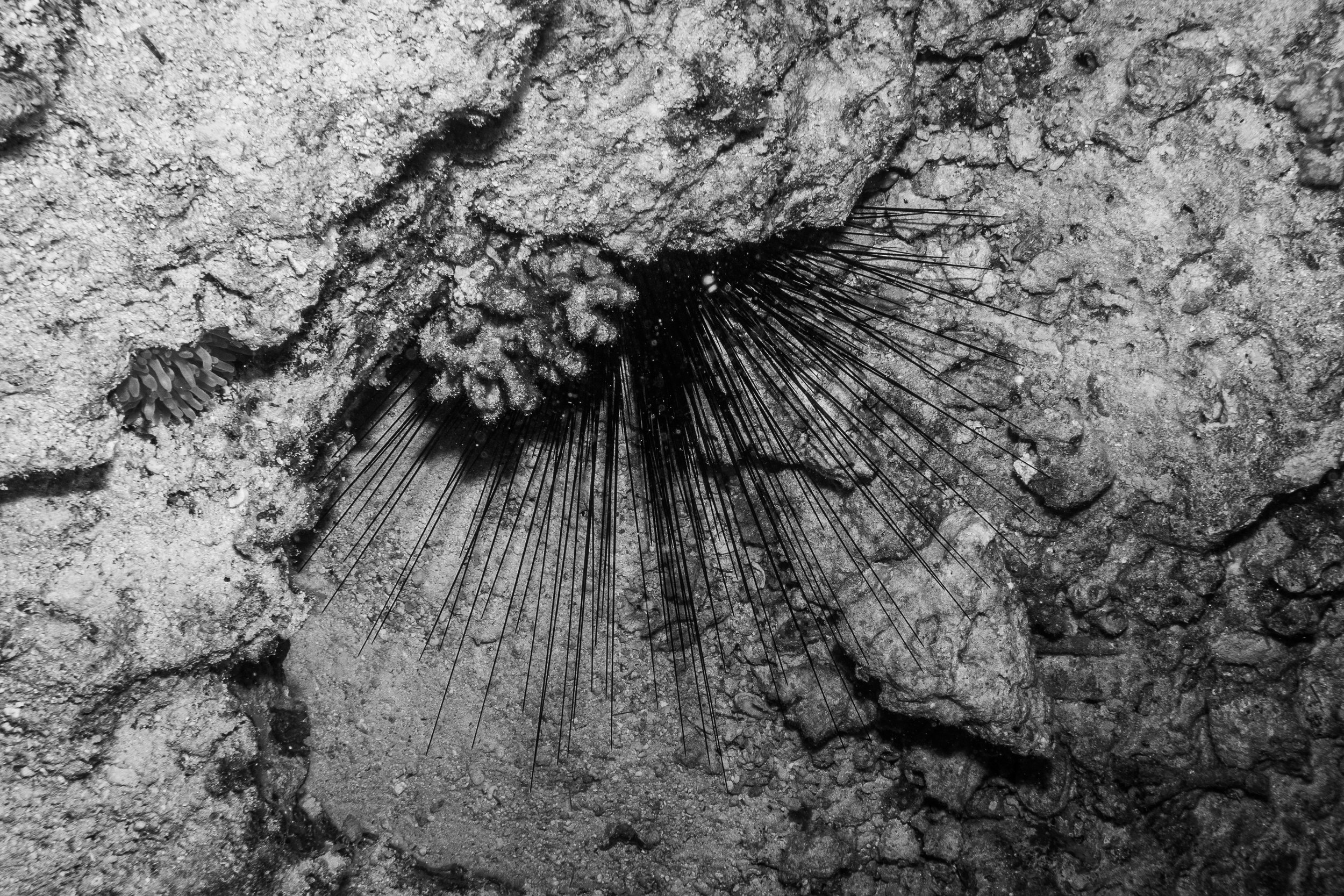 Black Sea Urchin, Red Sea, 2025