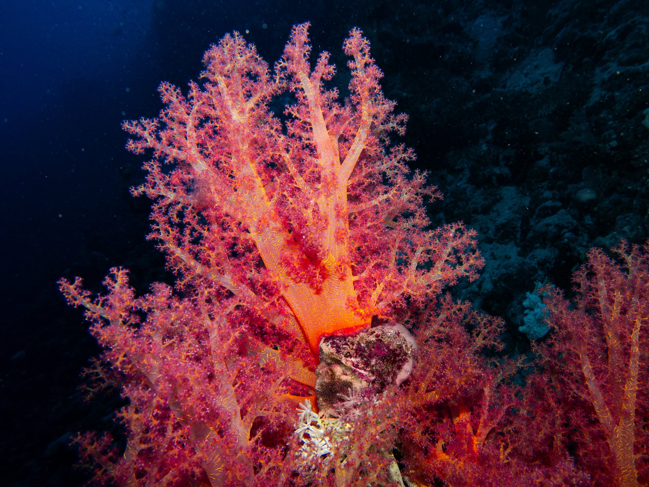 Soft Coral, Red Sea, 2025
